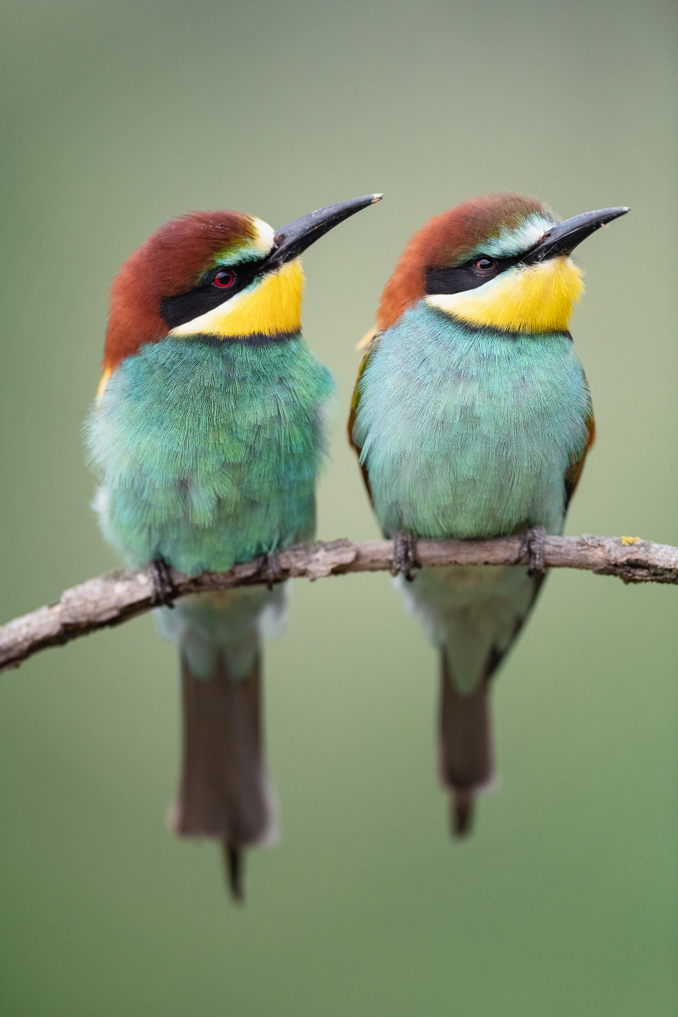 Hey look at that bee!