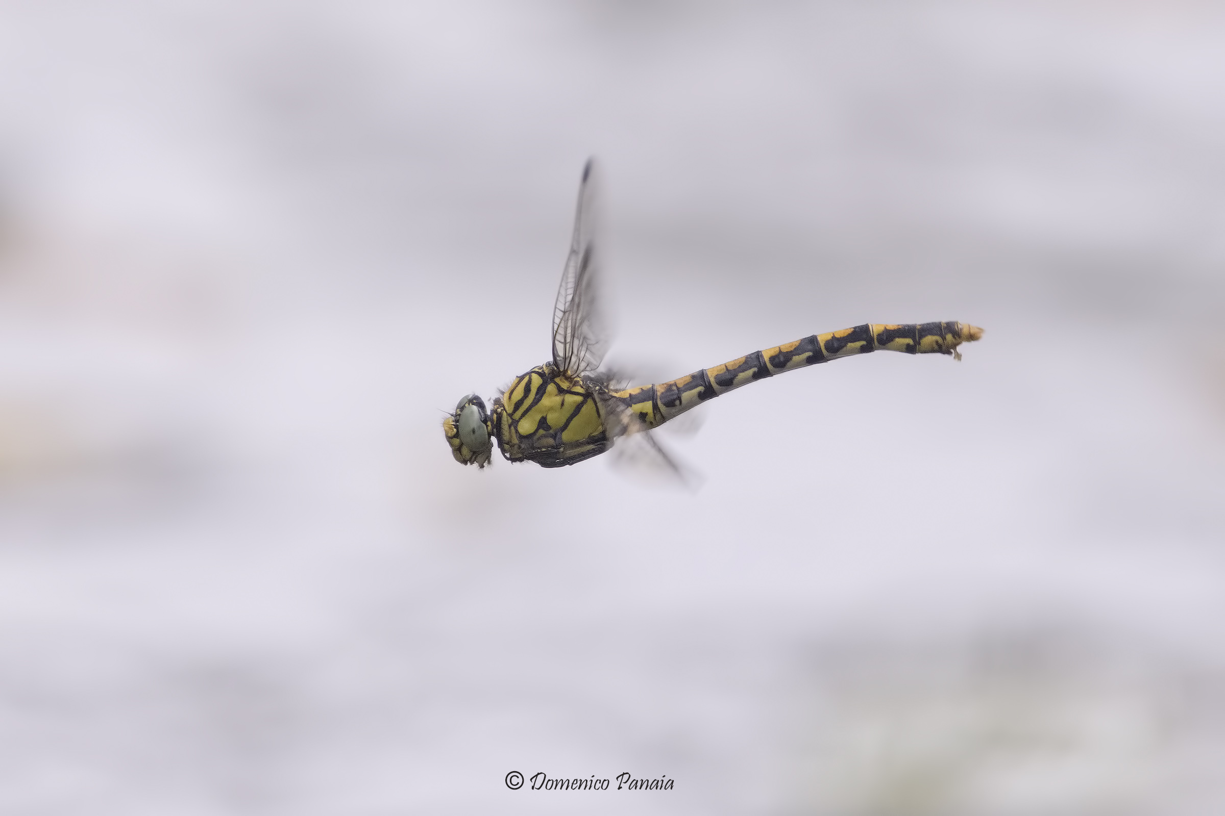 Onychogomphus forcipatus