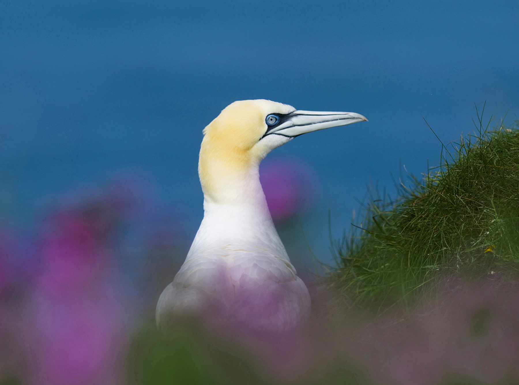 Gannet