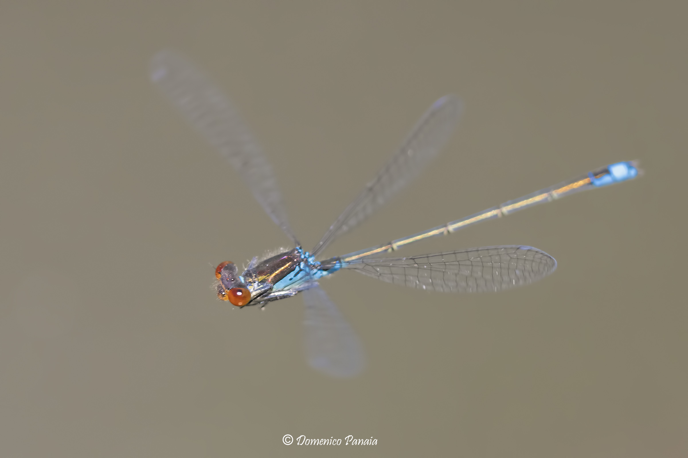 erythromma viridulum