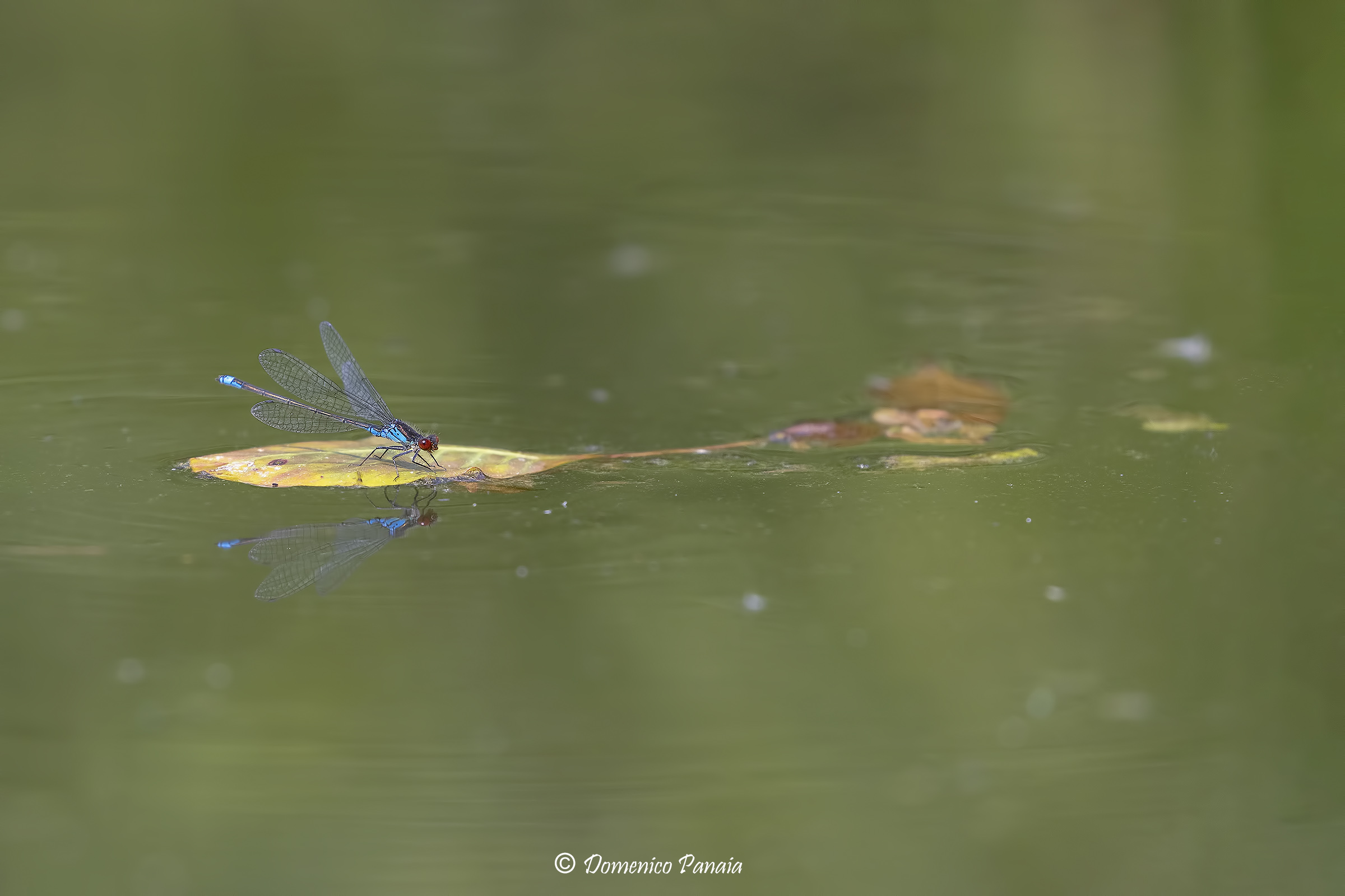 erythromma viridulum