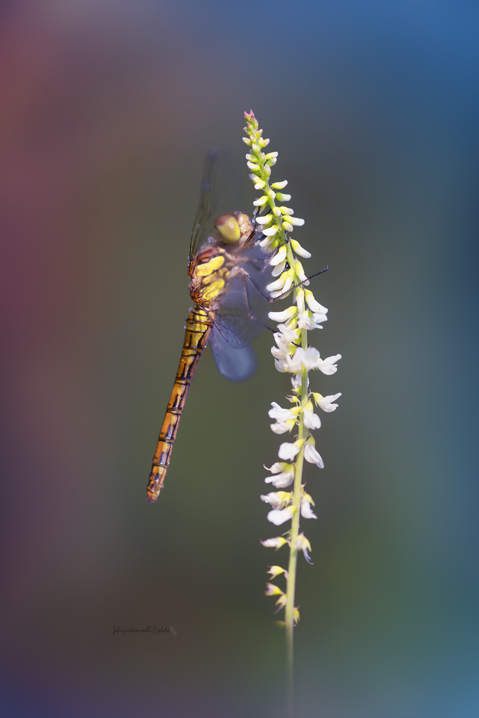 Sympetrum striolatum - Common Darter