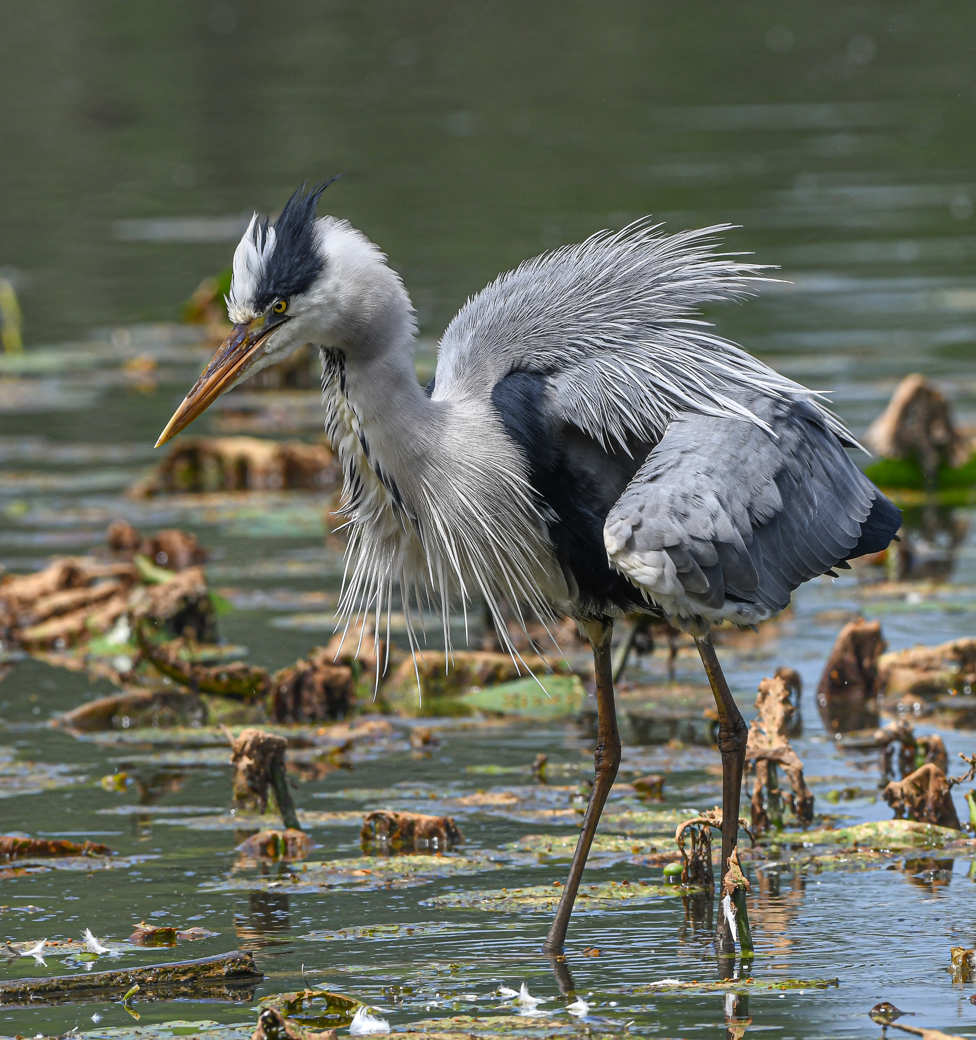 Airone Cenerino, dopo un ora si è mosso.