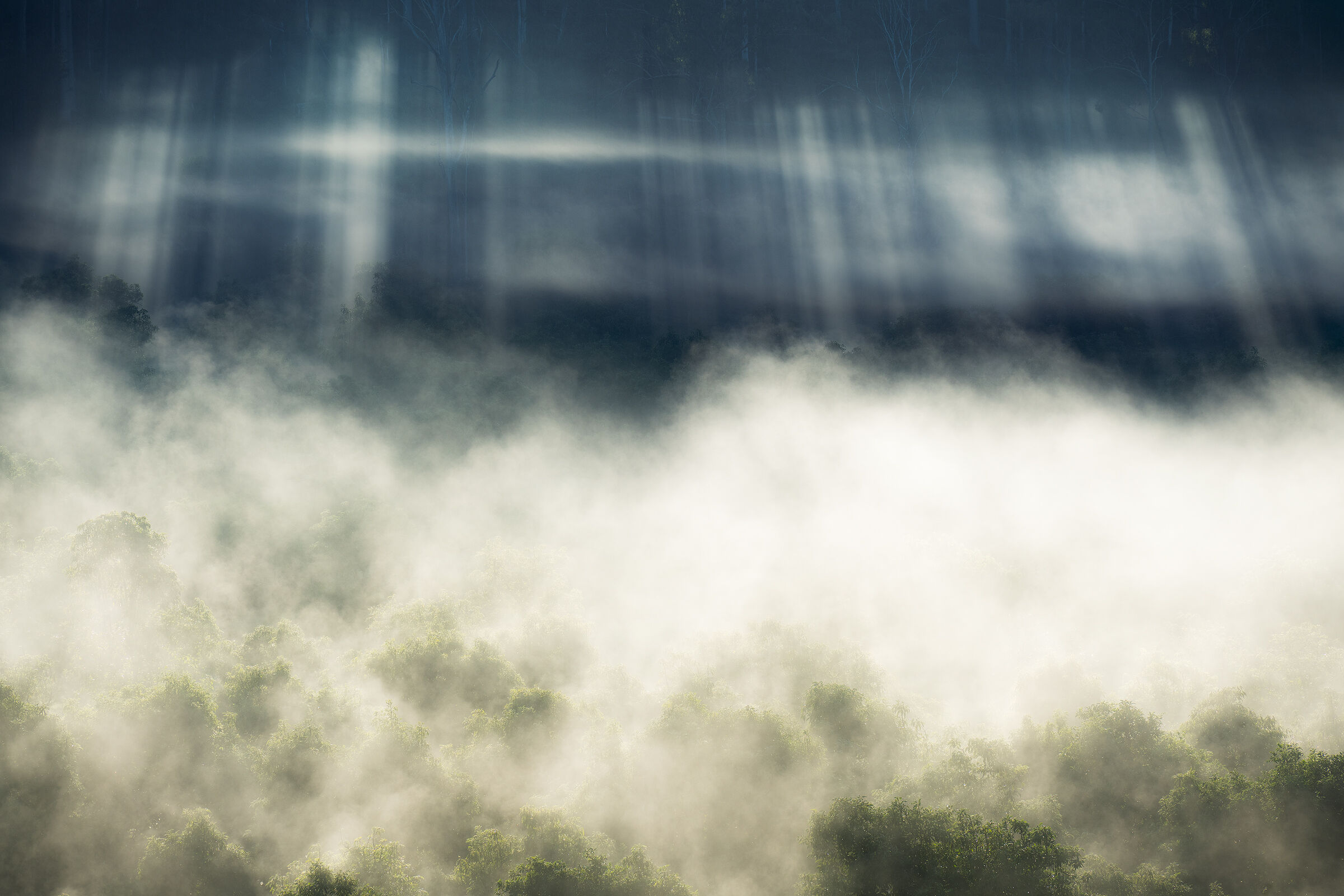 Pioggia di luce su gli avocado