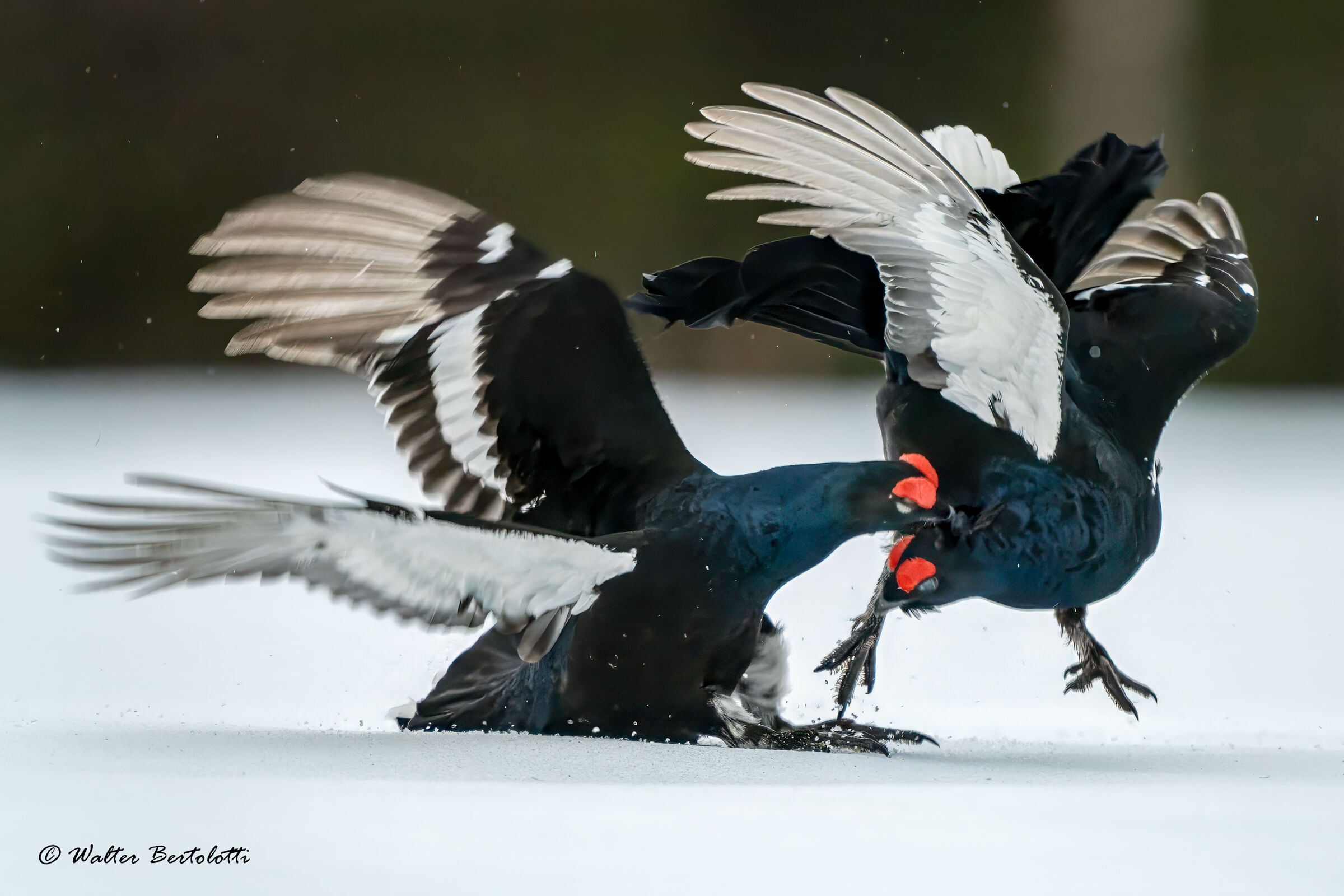 battaglia all'ultima piuma