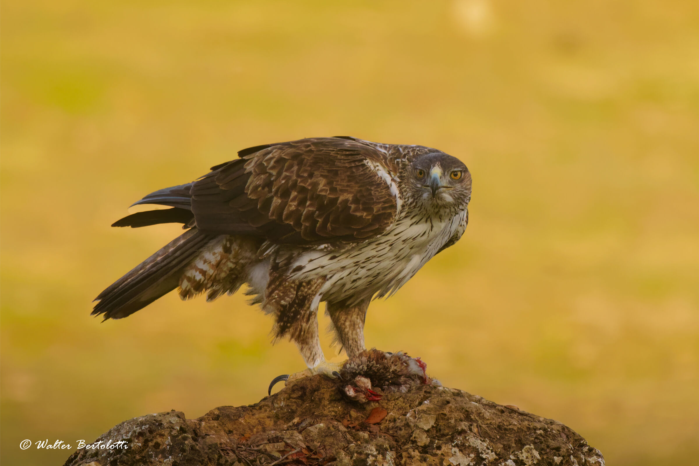 lo sguardo della bonelli