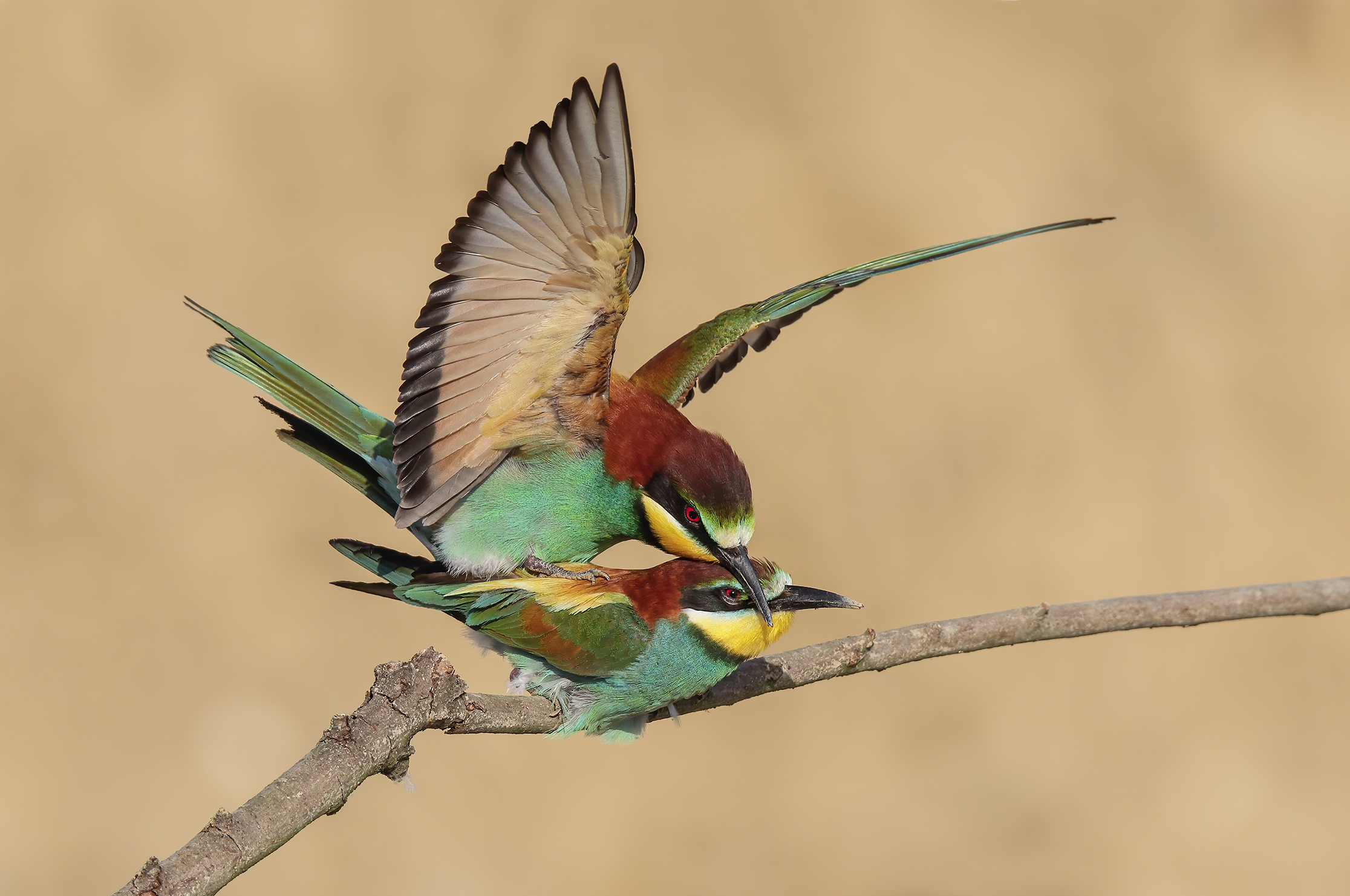 Gruccioni in accoppiamento