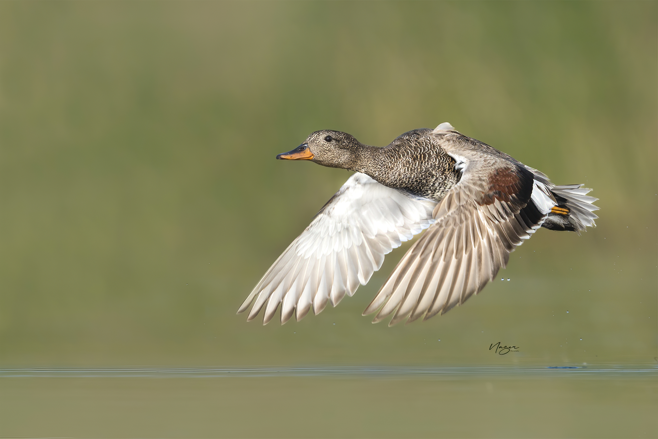 gadwall