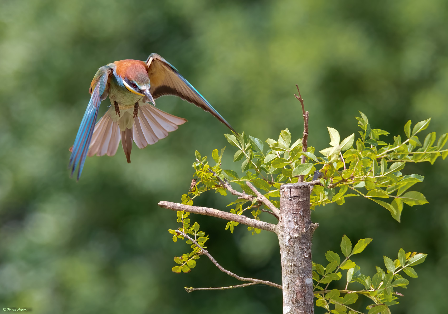 Bee-eater (Merops apiaster)
