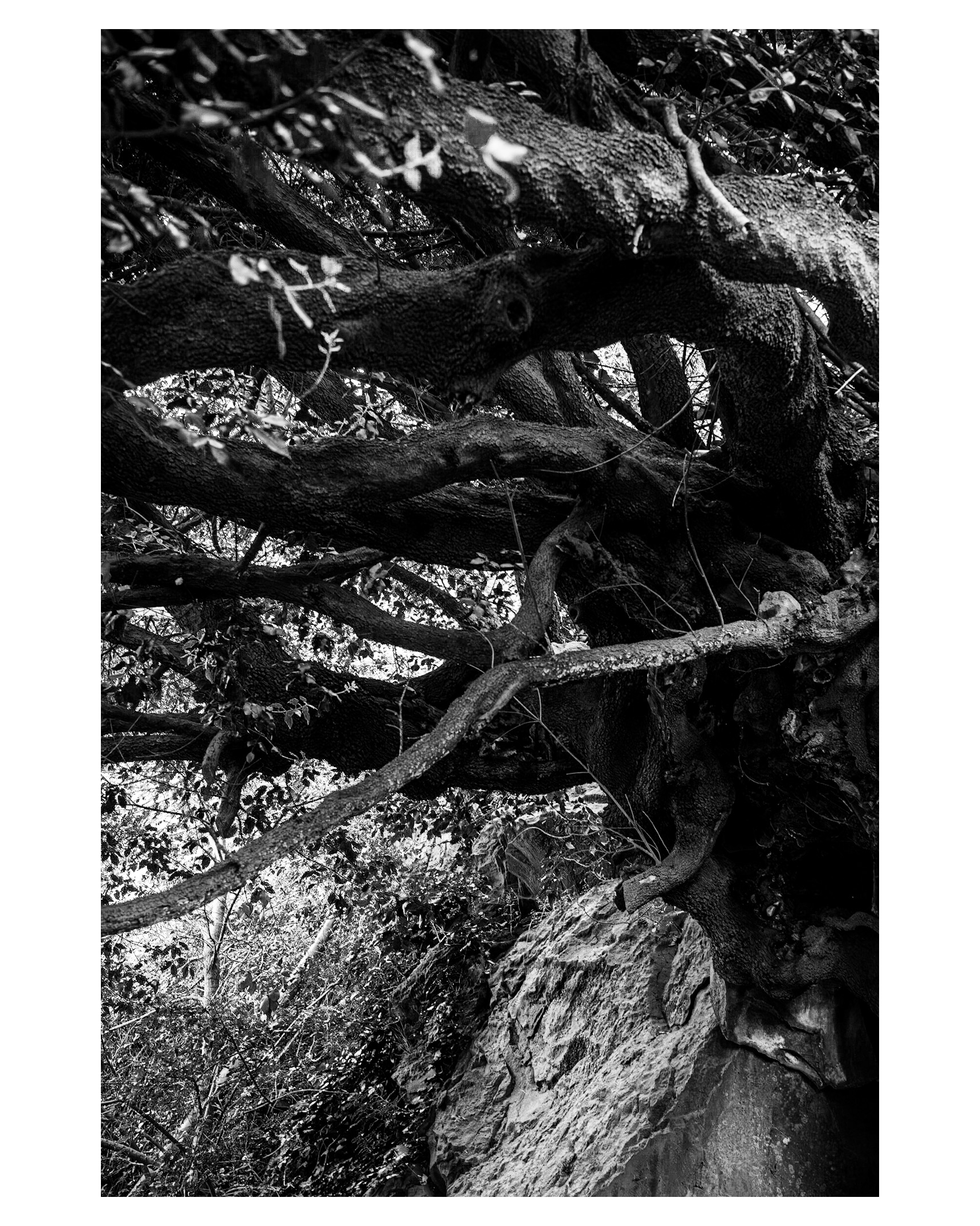Albero nella roccia