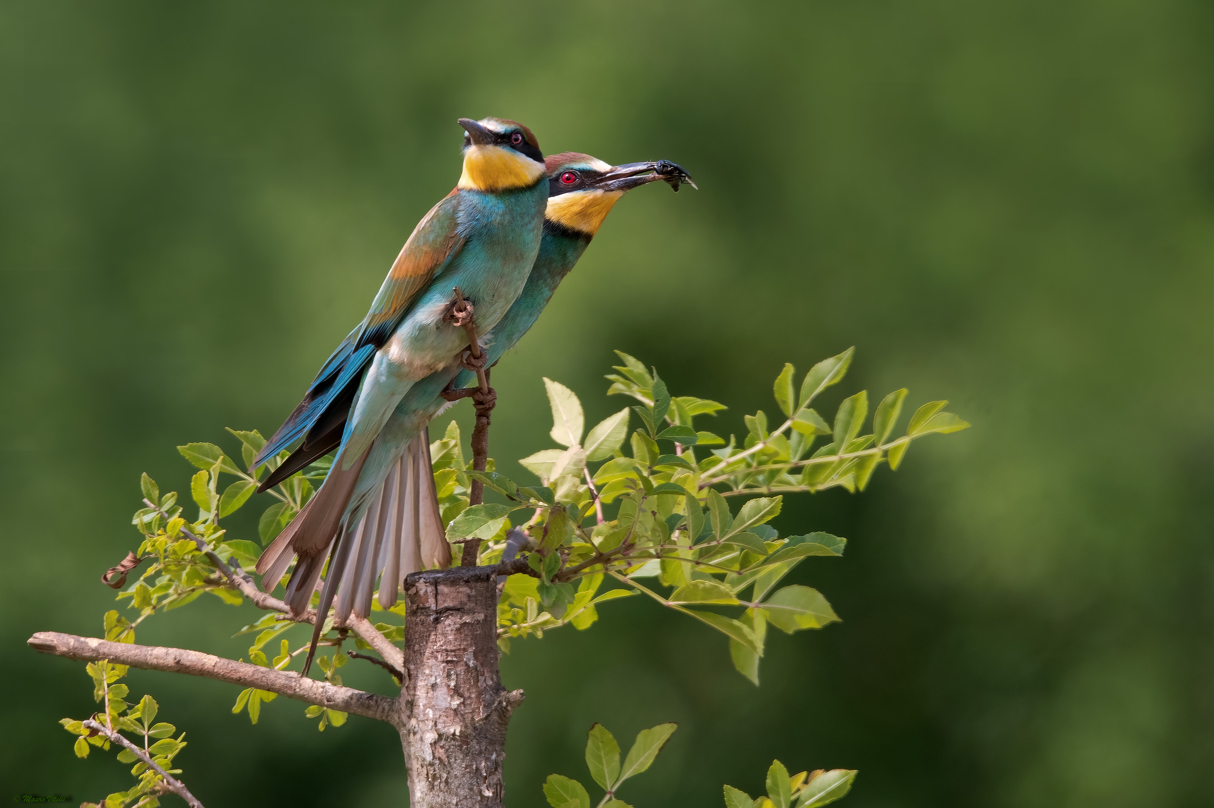 Bee-eater (Merops apiaster)
