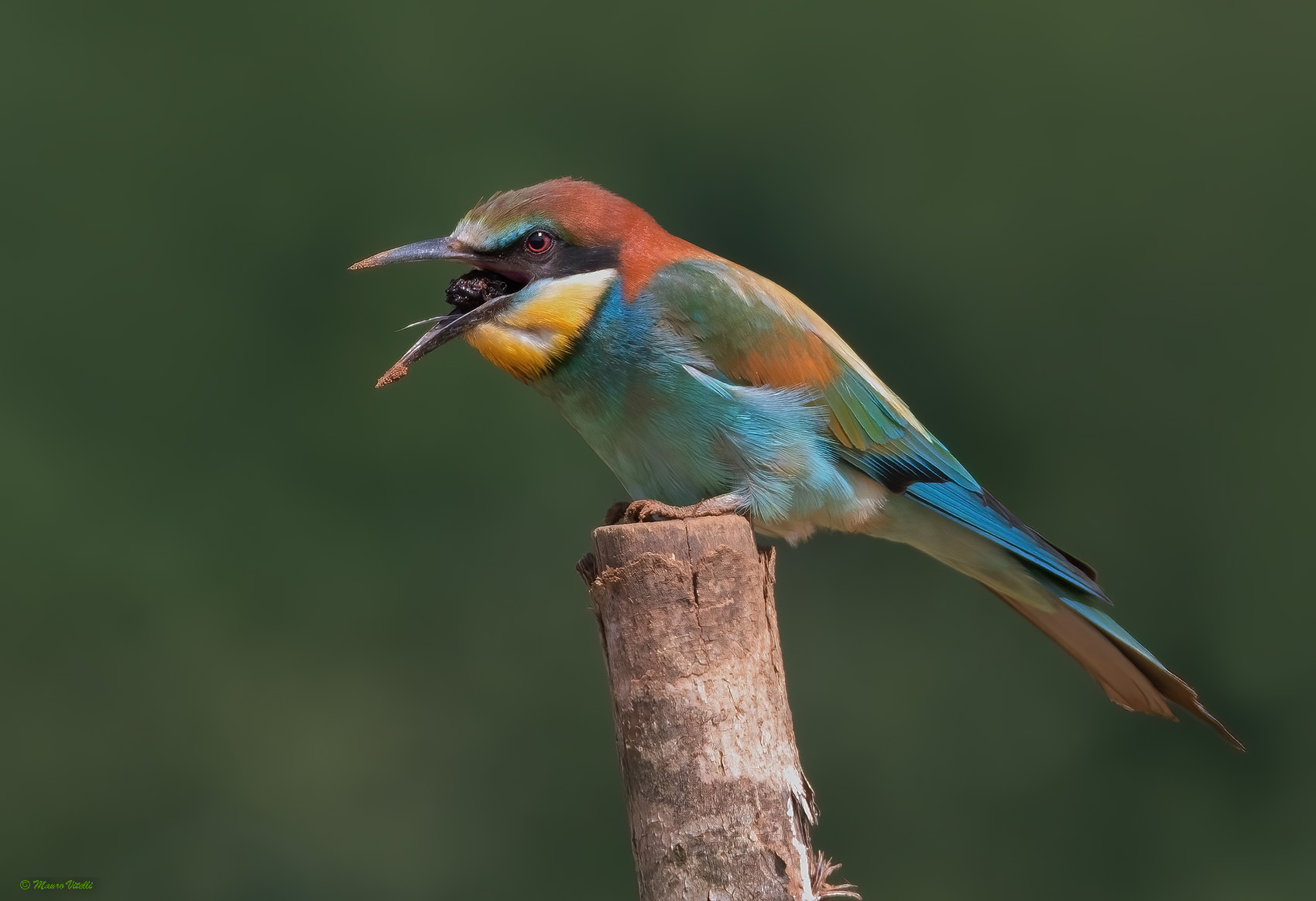 Bee-eater (regurgitation of the wads)