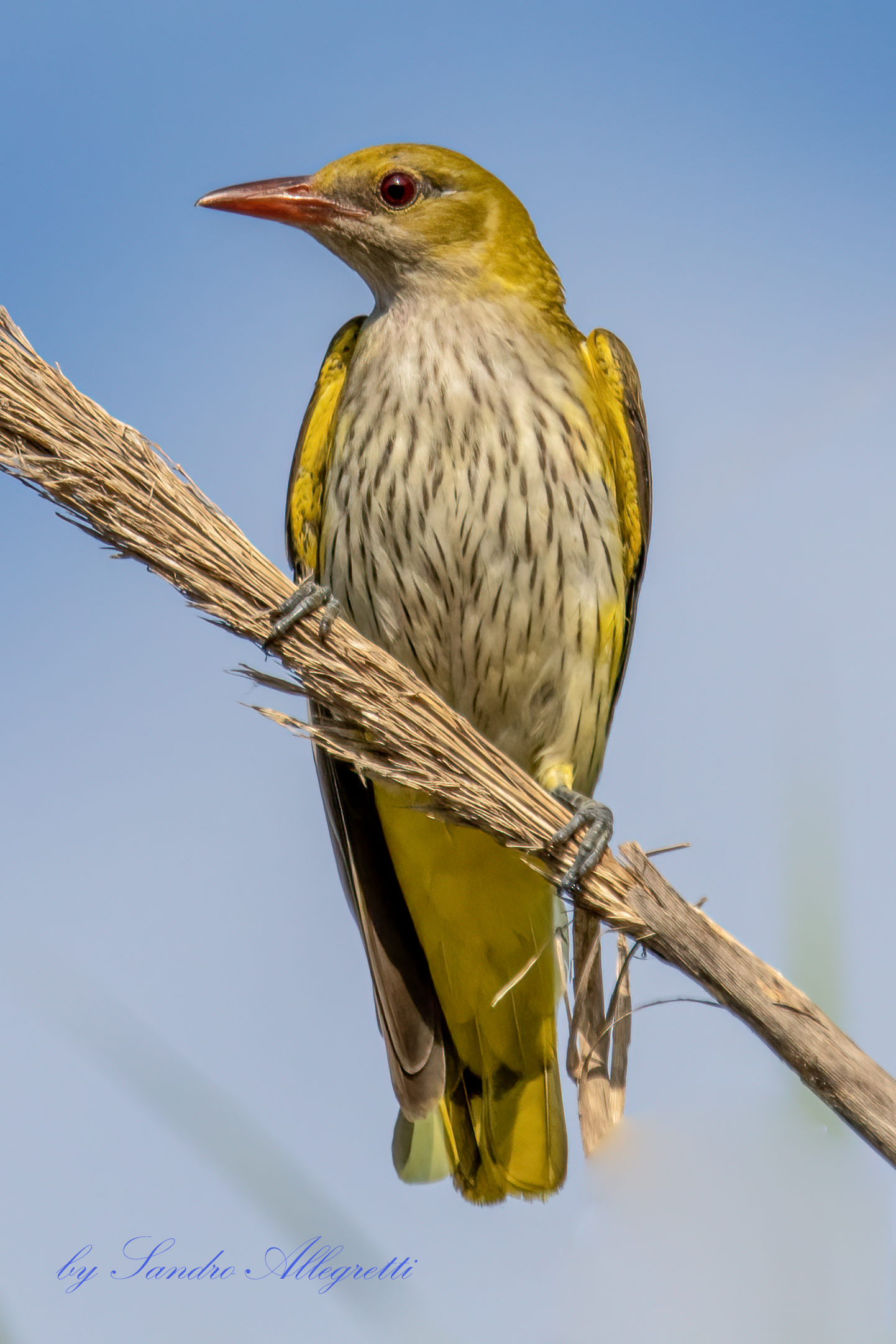 Il rigogolo (Oriolus oriolus)