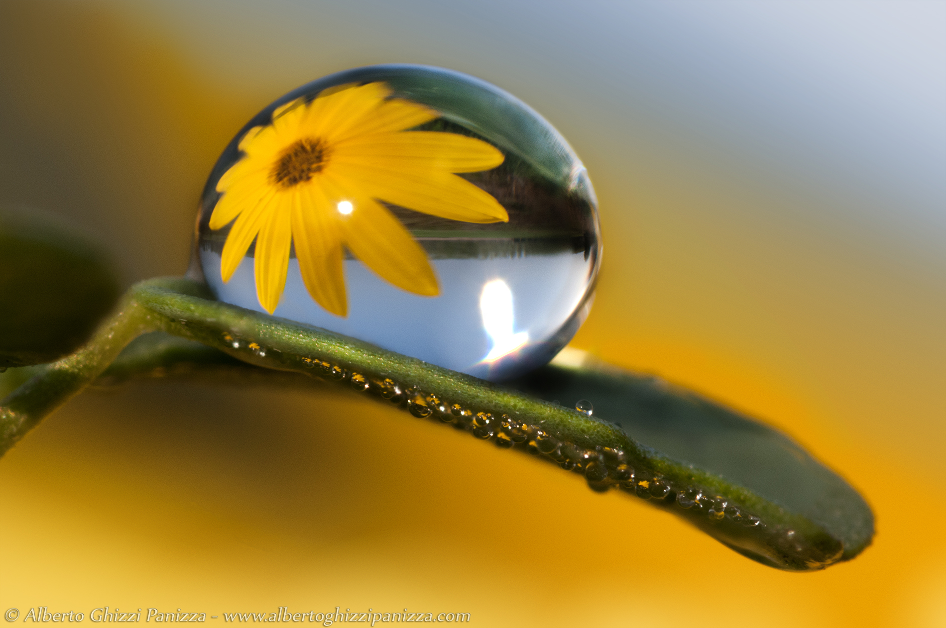 Huge drop of dew or leaf very small?