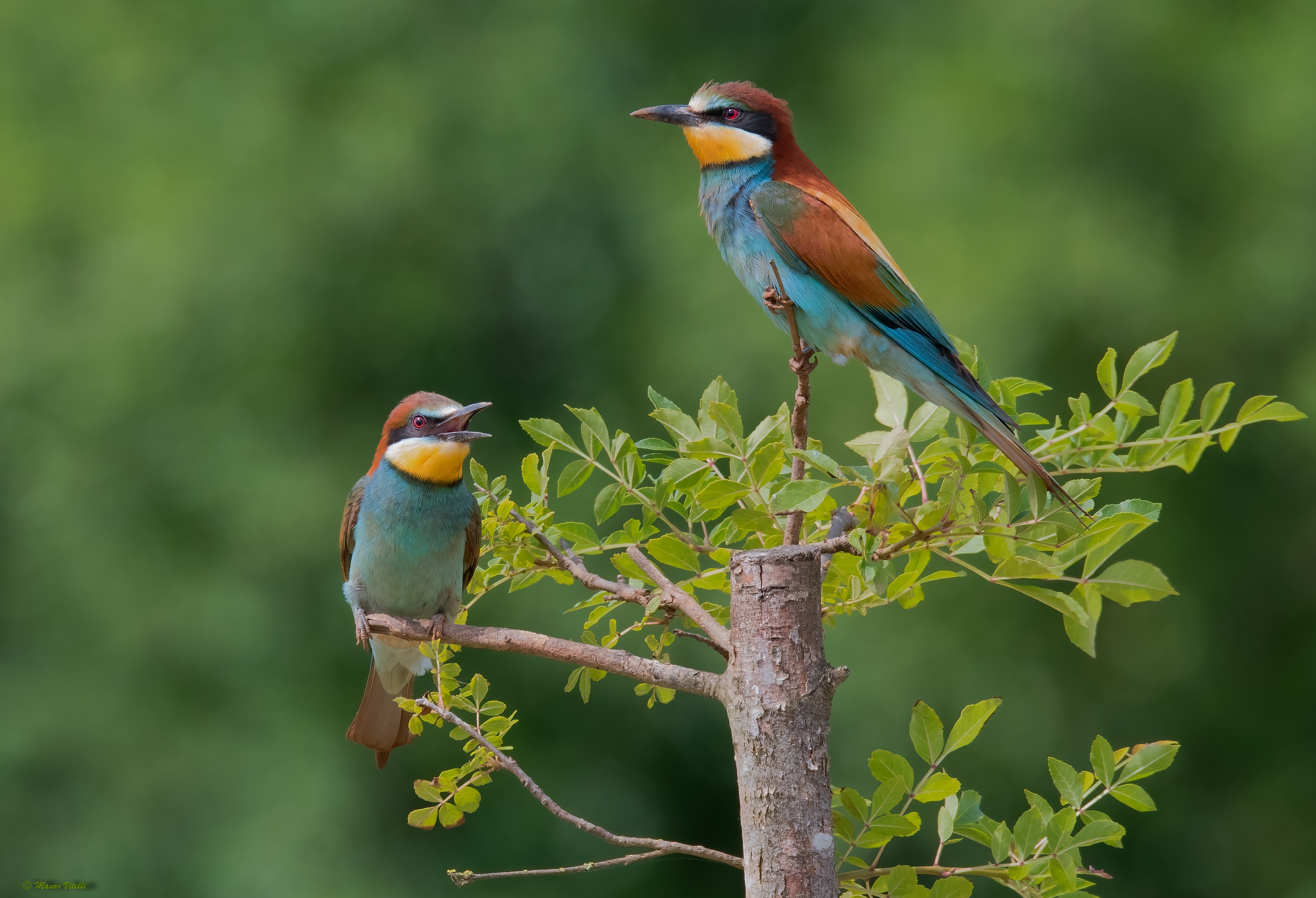 Bee-eater (Merops apiaster)