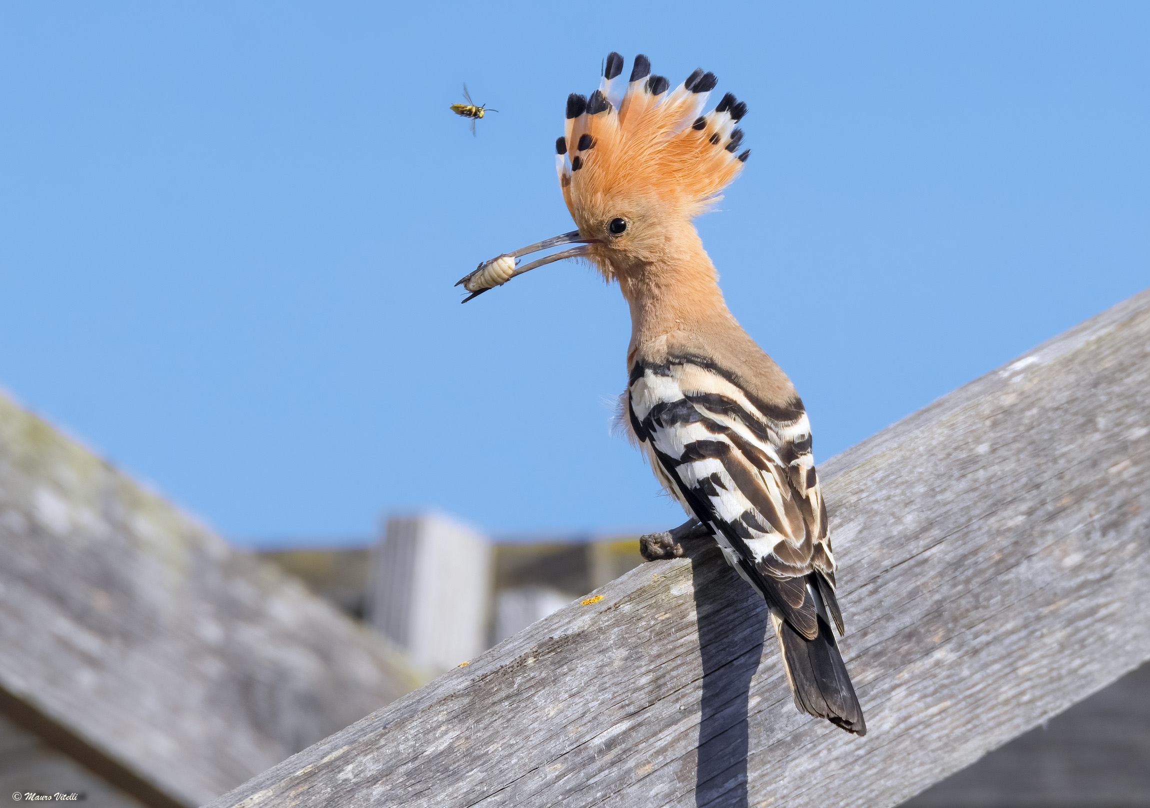 Hoopoe (Hoopoe epops)