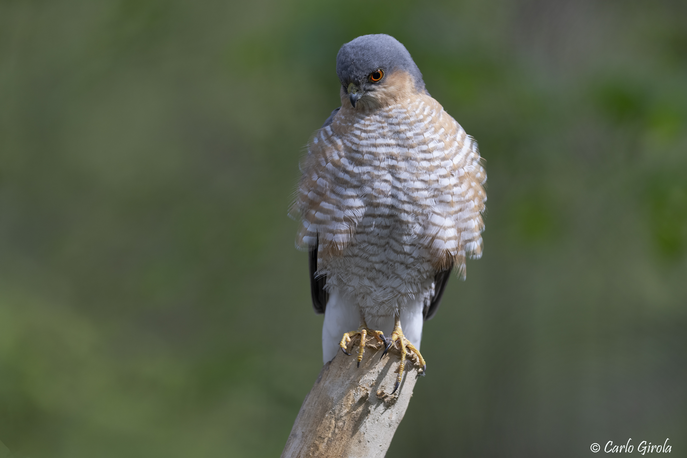 Sparrowhawk (Accipiter nisus)