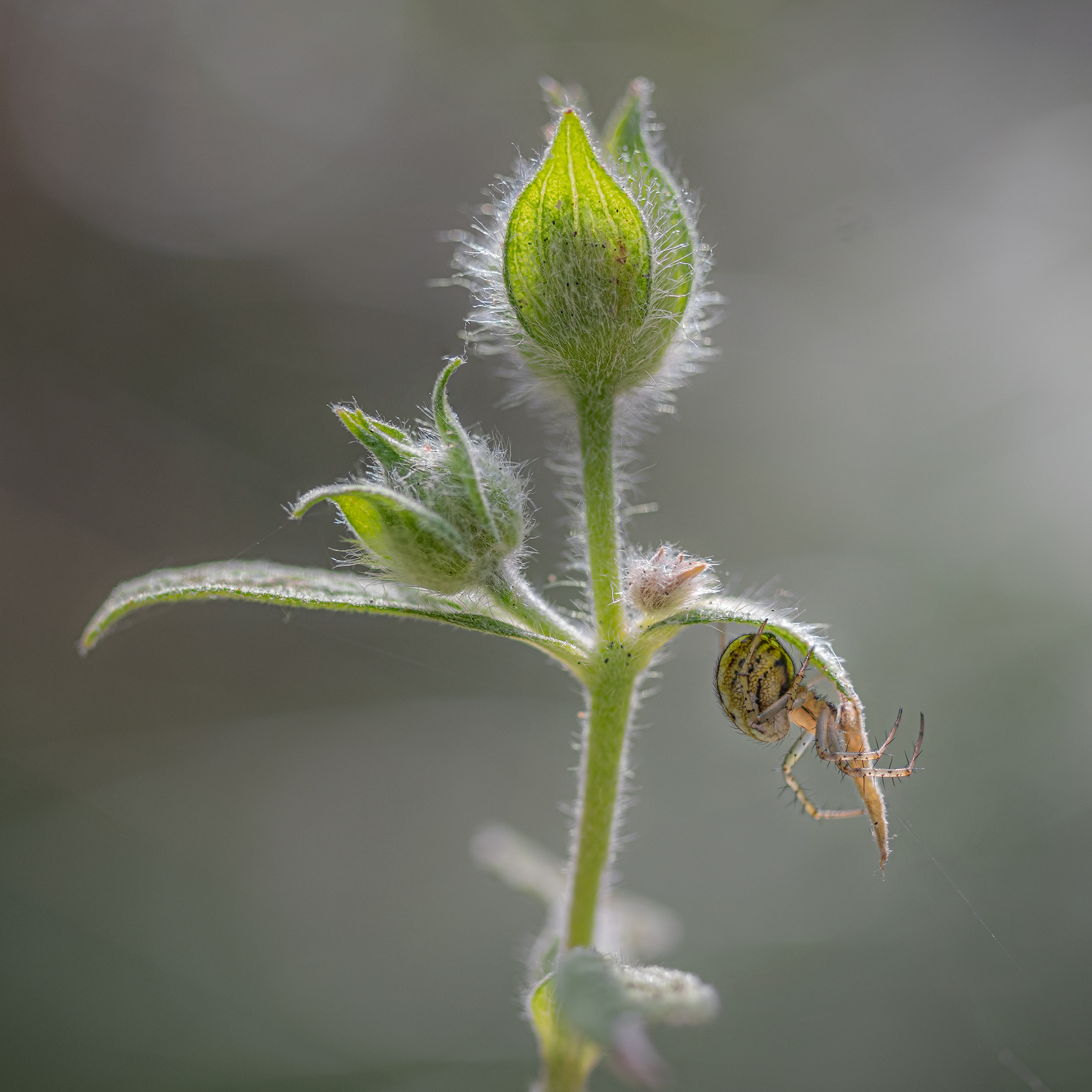 Spider