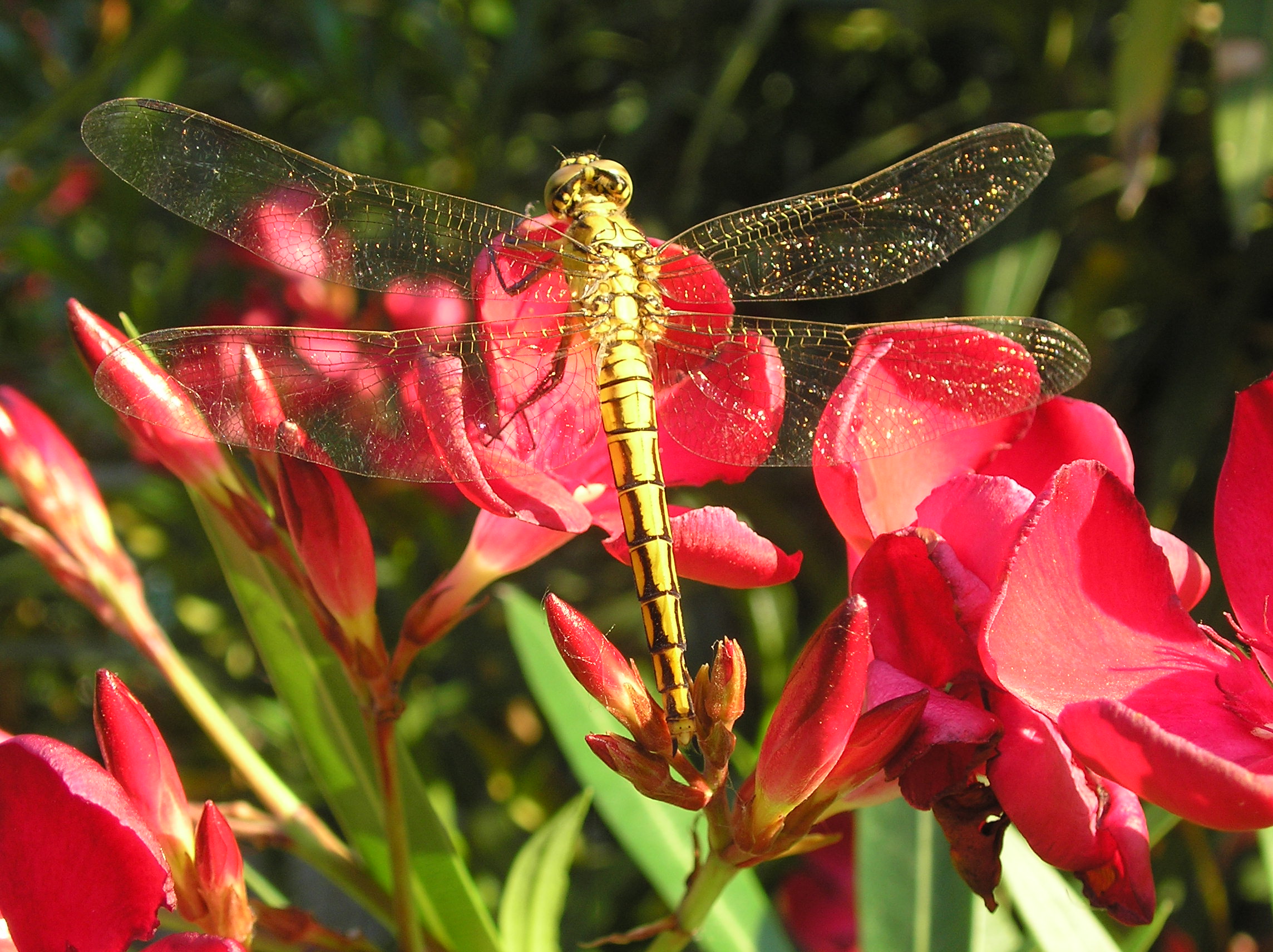 dragonfly