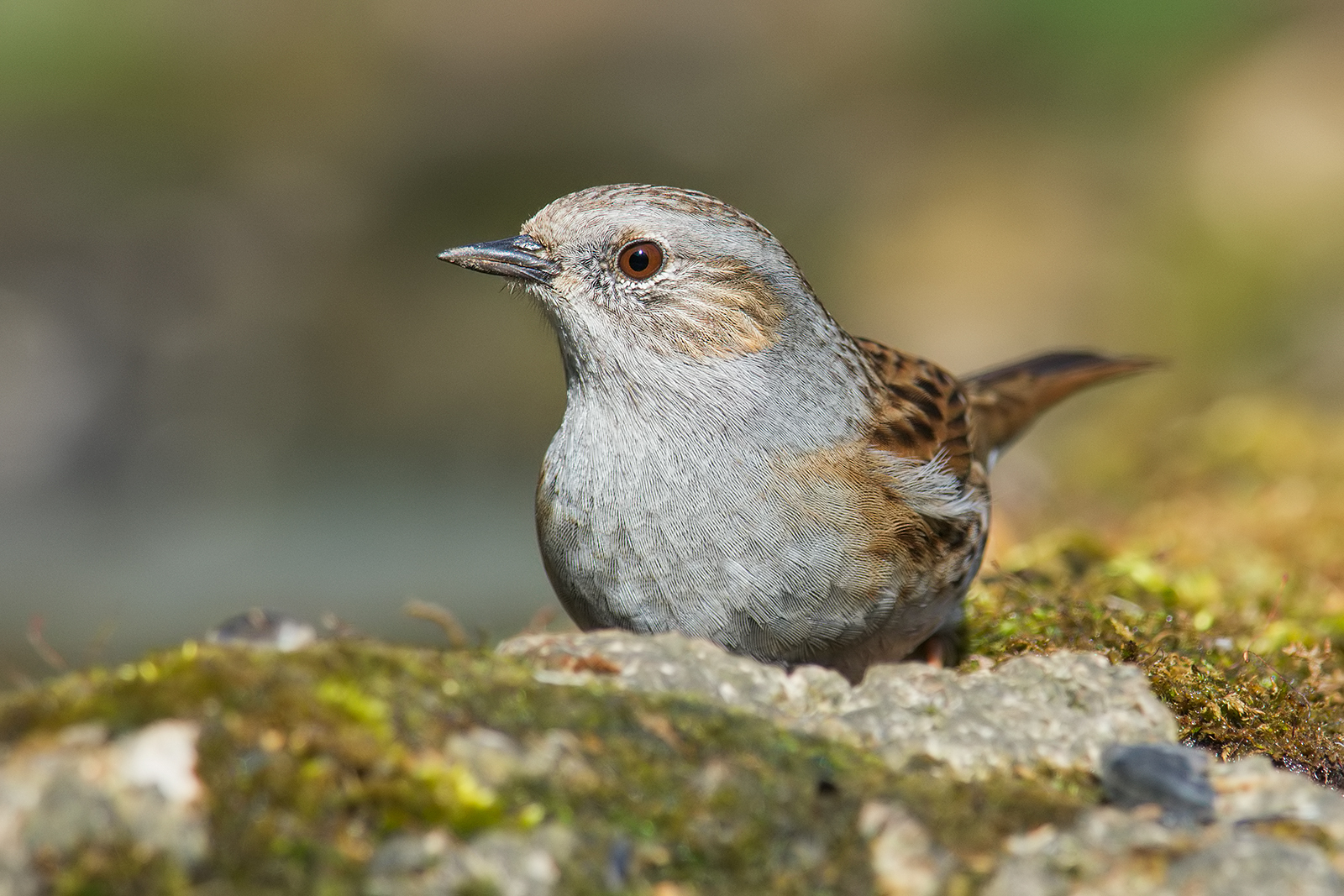 Dunnock.