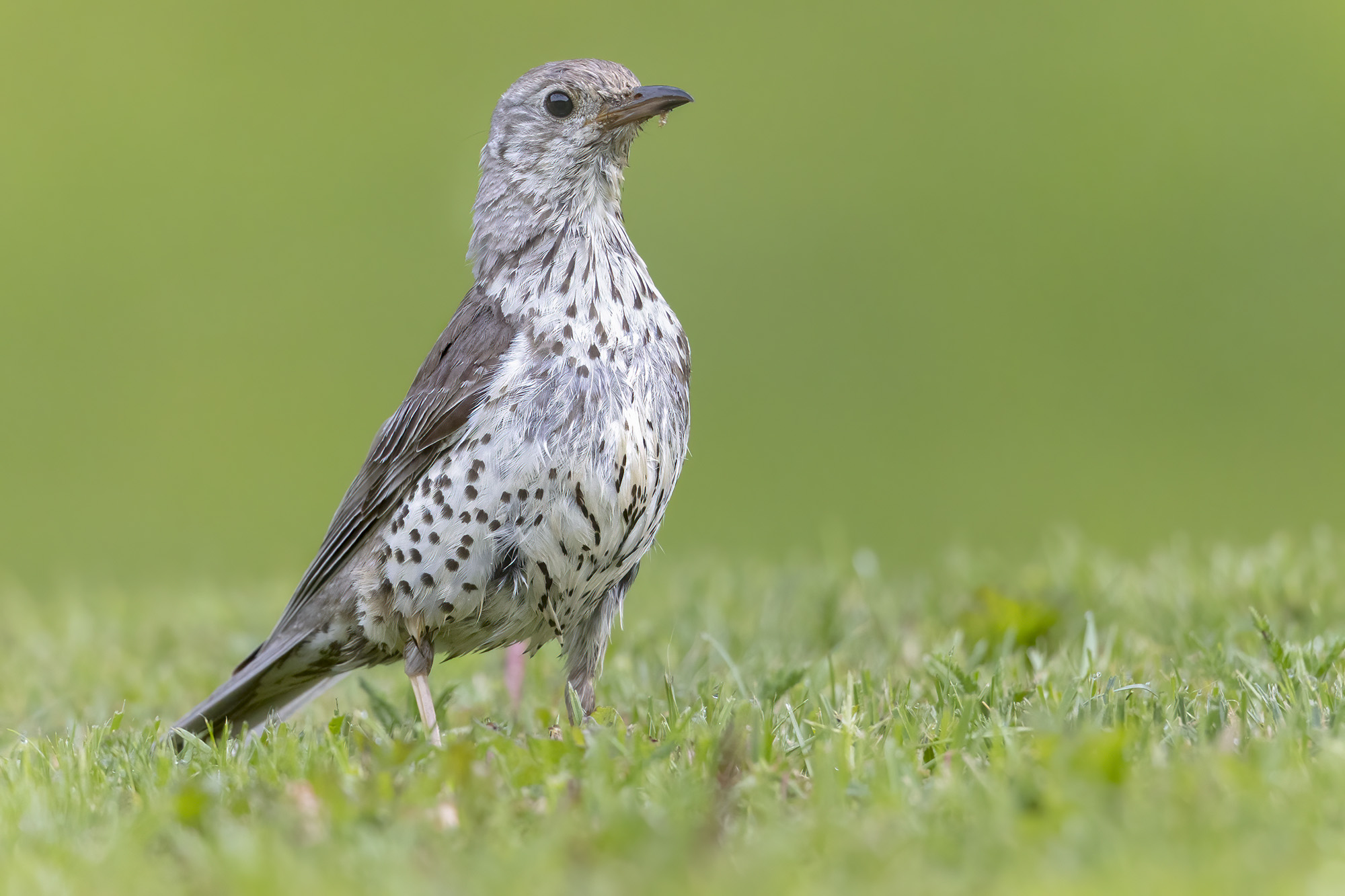 bianca come una tordela