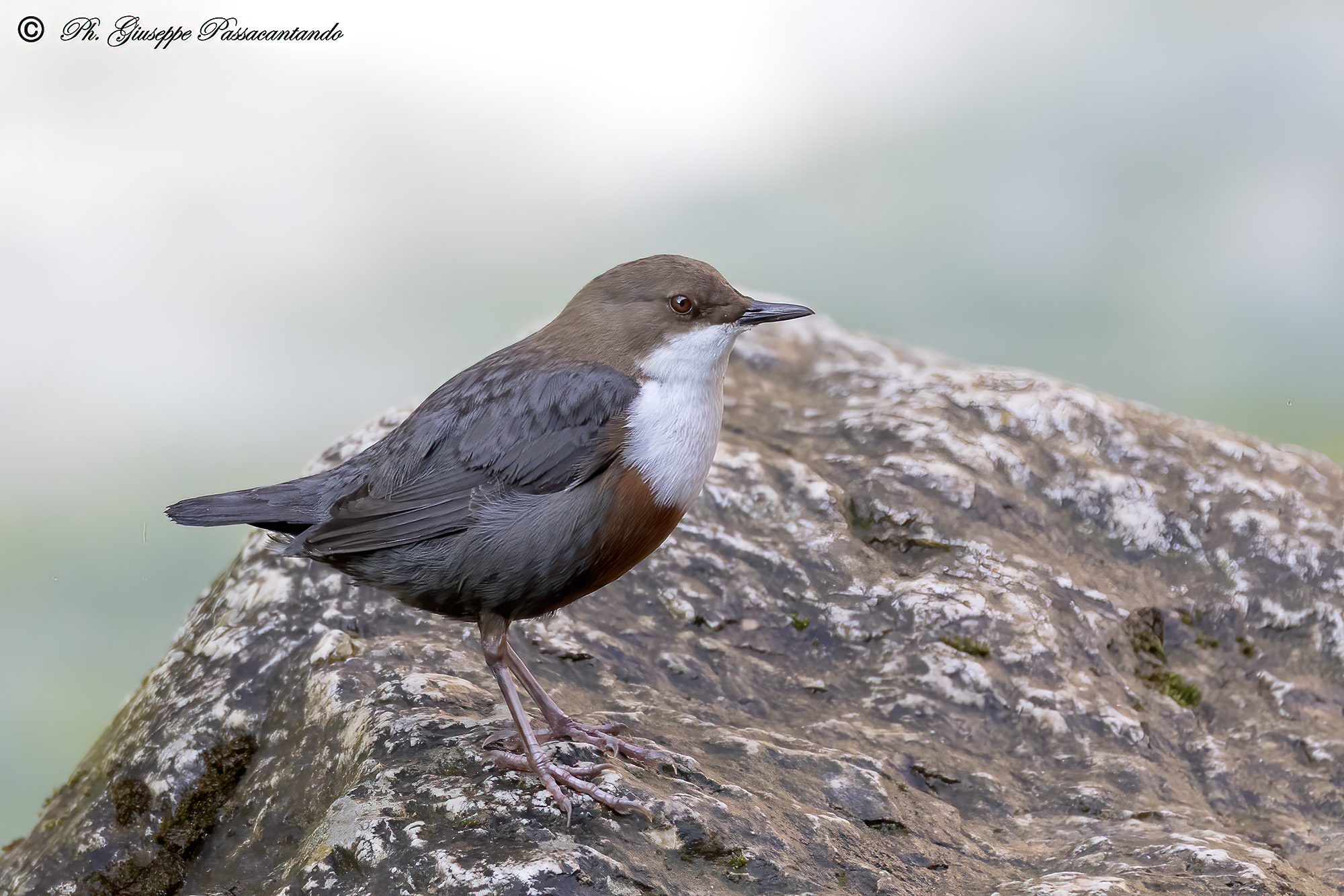 white-throated dipper