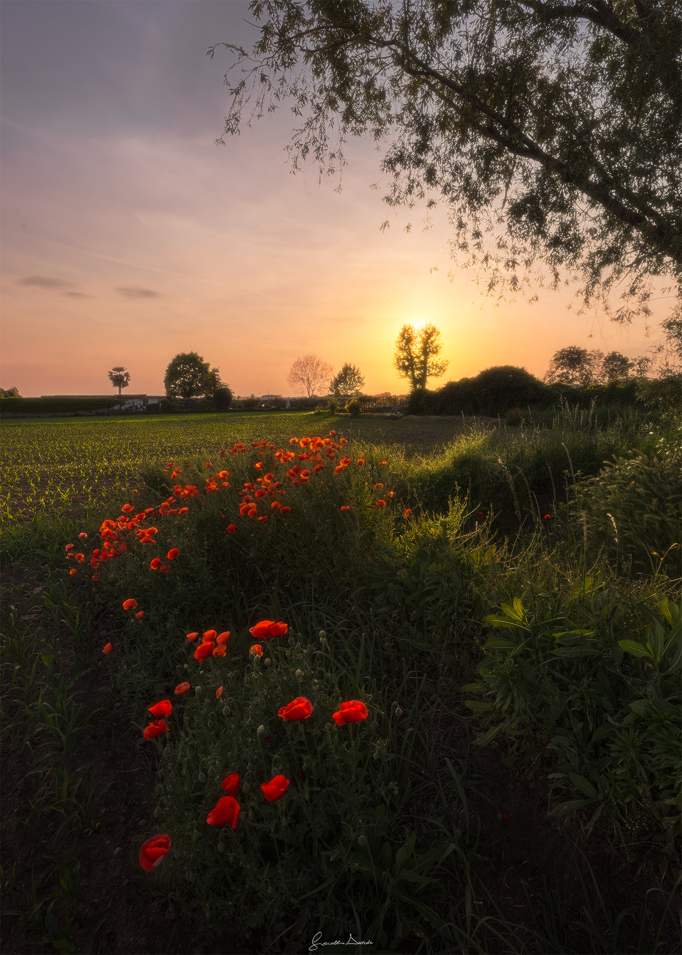 Poppies at sunset