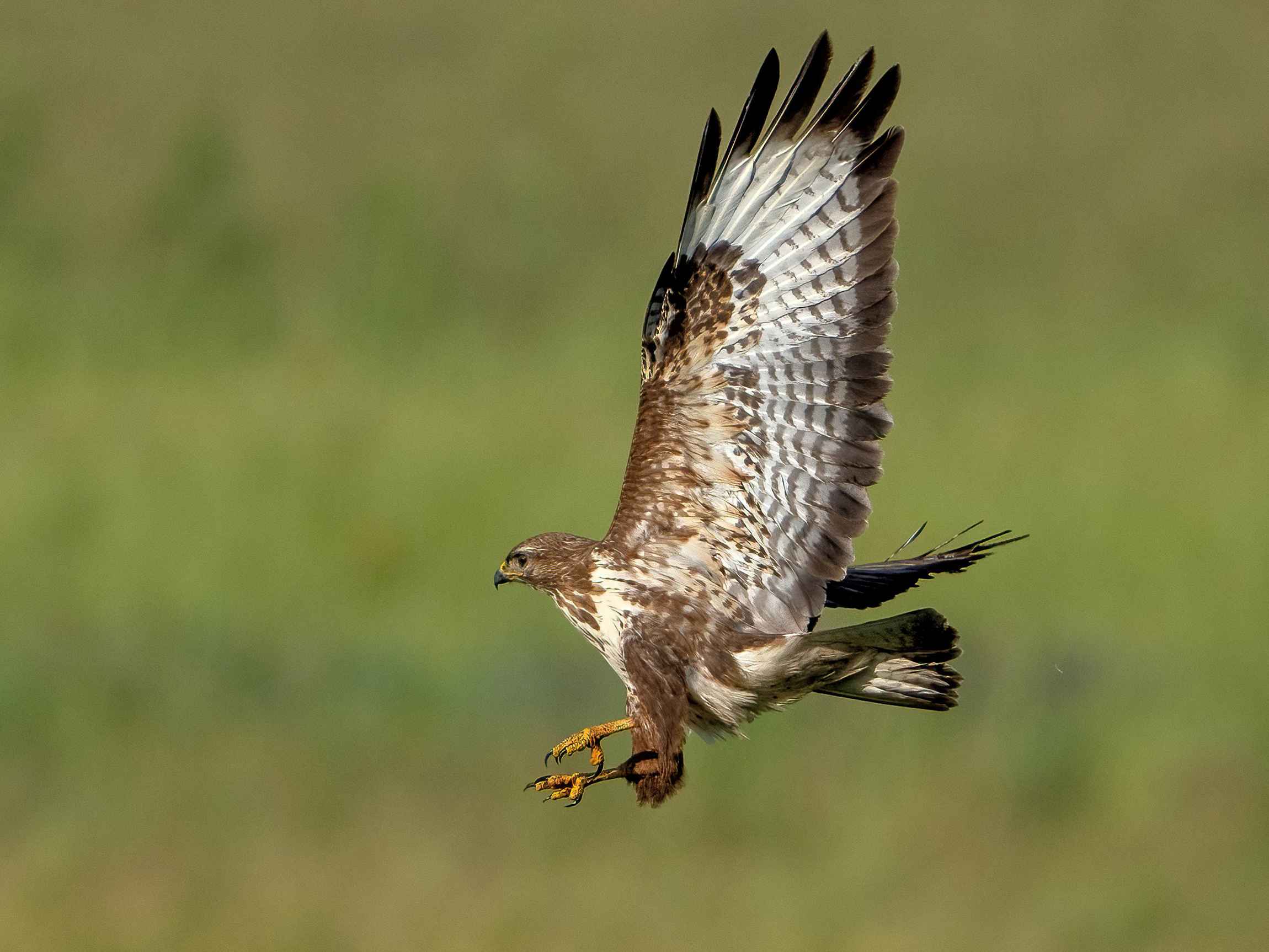 Buzzard (Buteo buteo)