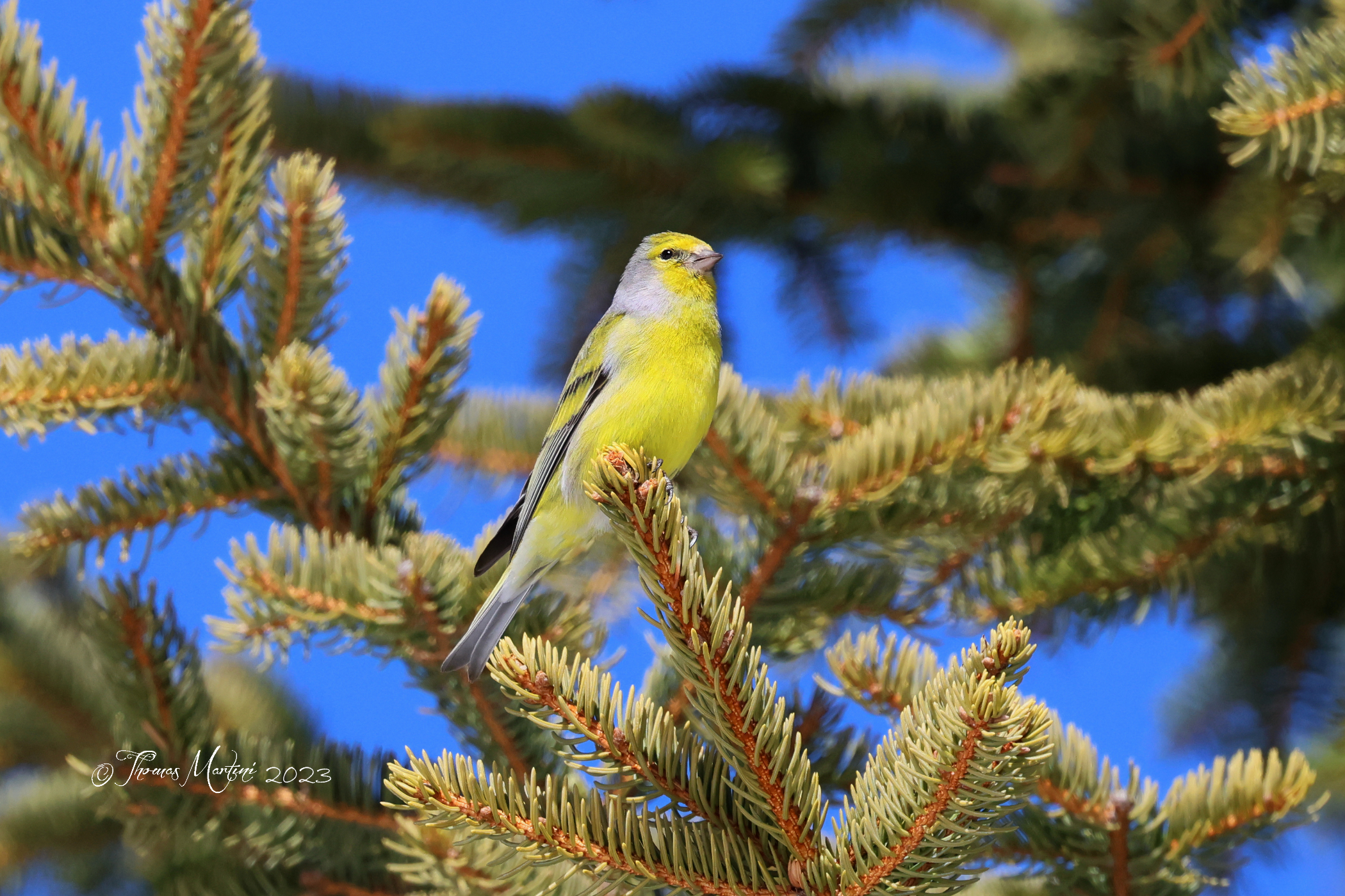 Canarino di Montagna (Venturone)