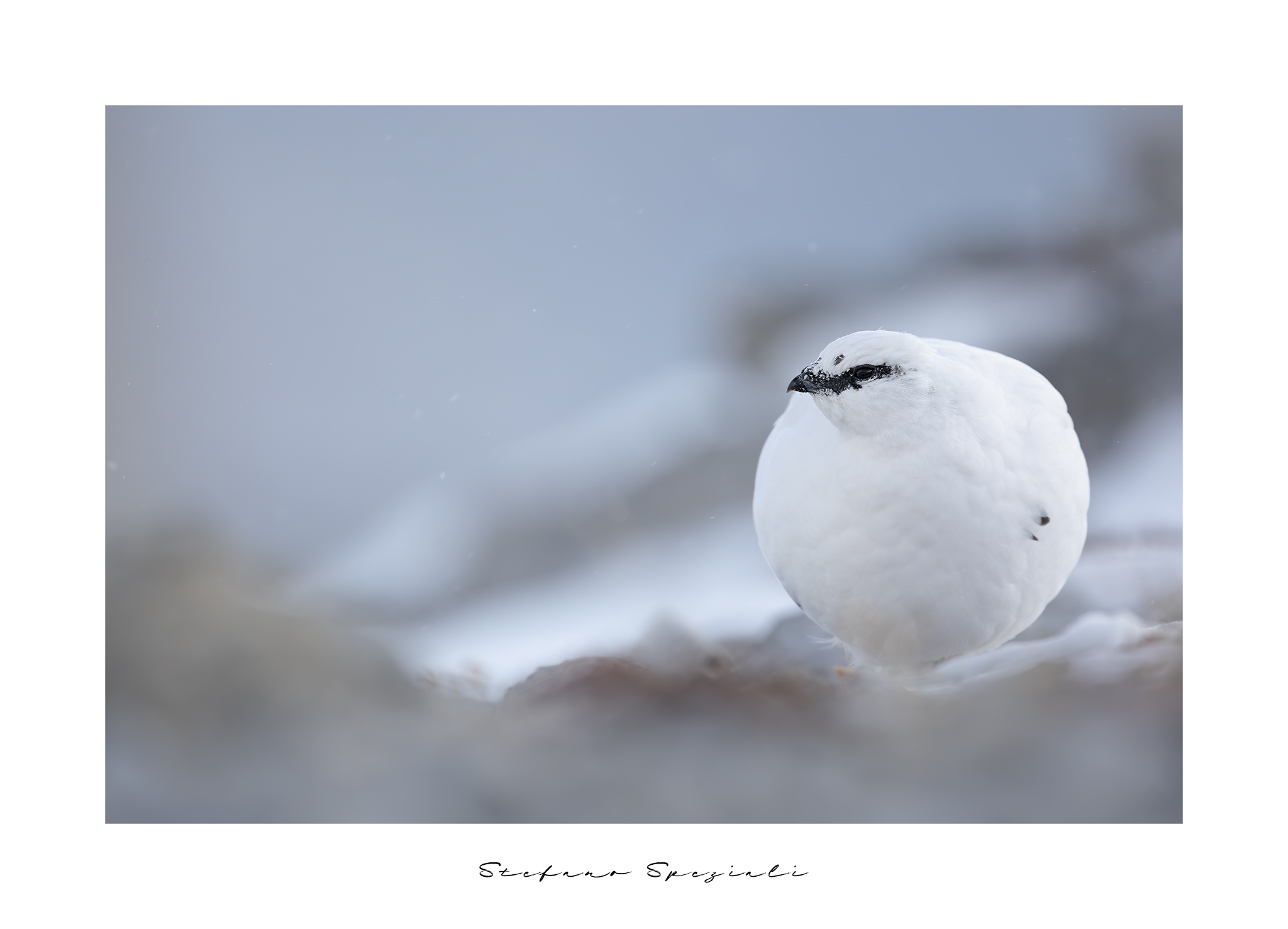 Pernice bianca - Lagopus muta