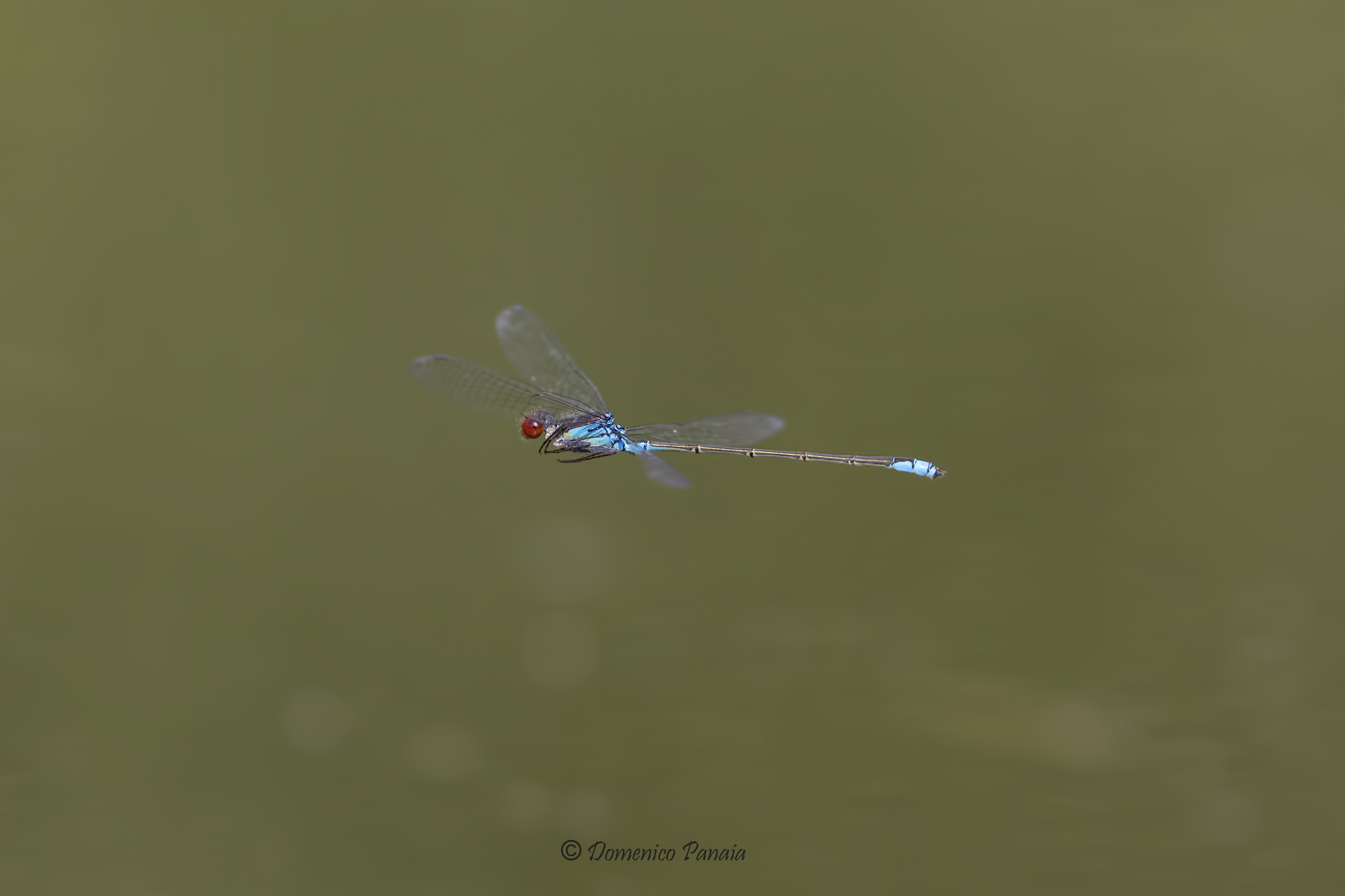 erythromma viridulum