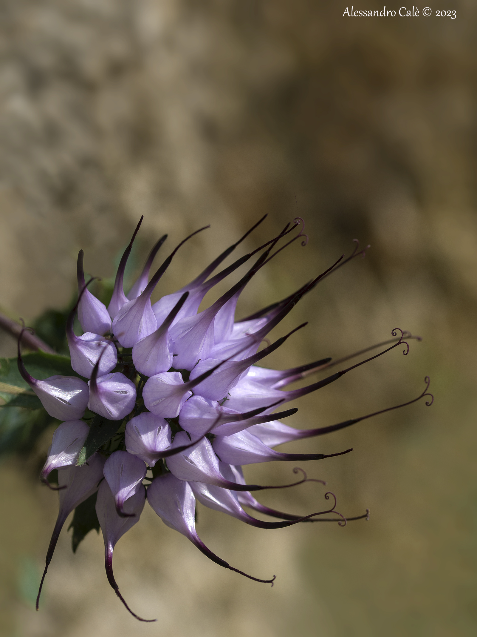 Physoplexis comosa (Raperonzolo) 9134