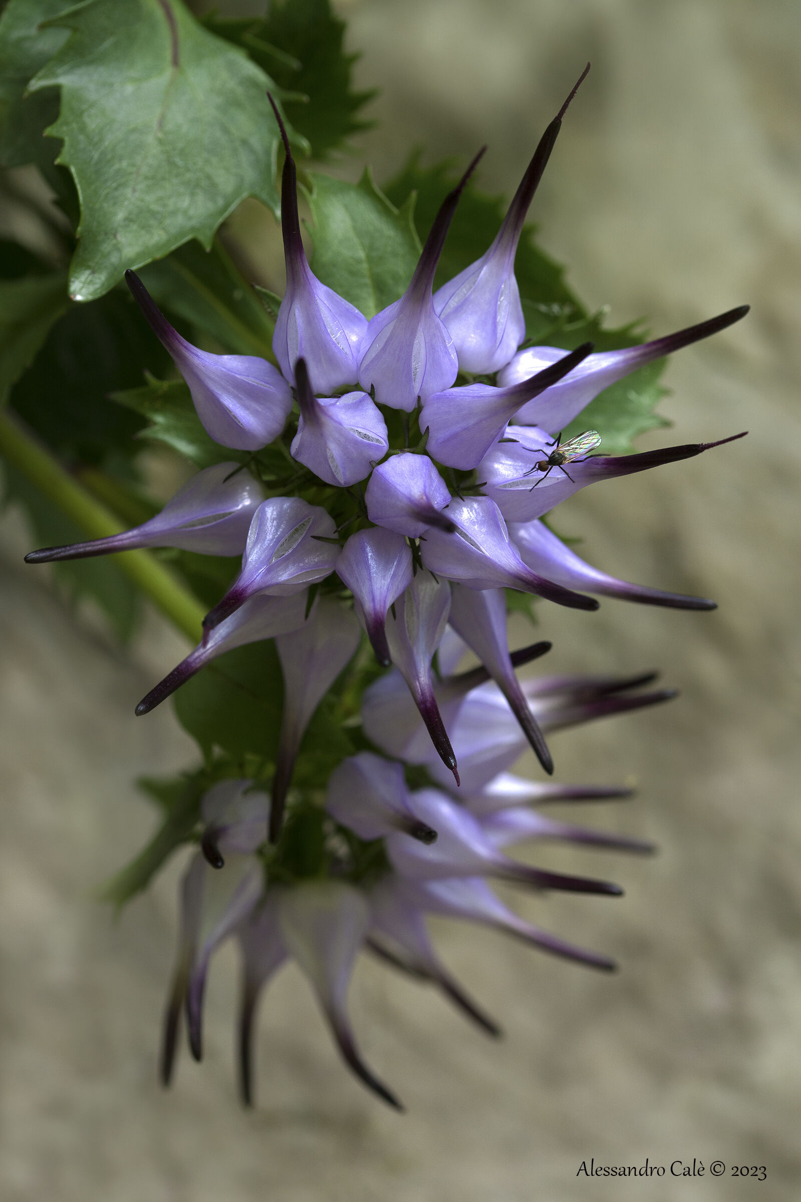 Physoplexis comosa (Raperonzolo) 8755