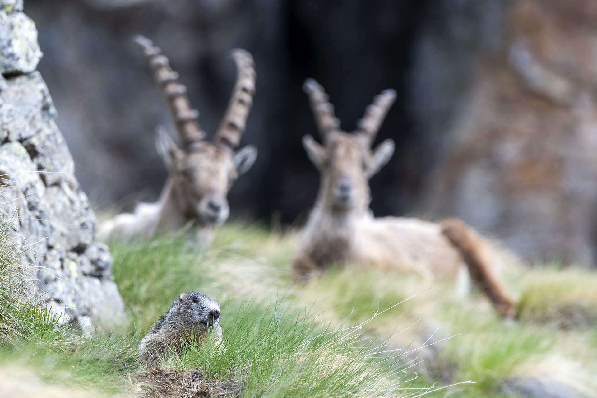 The intruder - Marmot.
