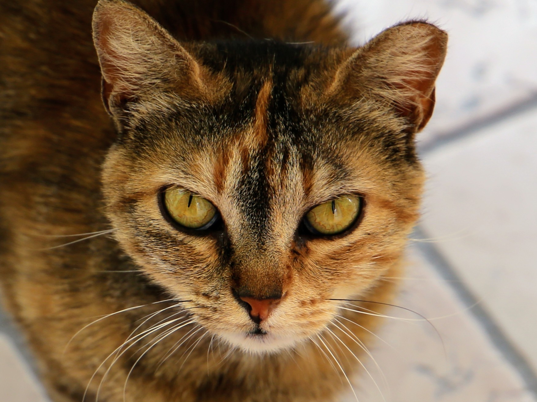 Carlotta...
