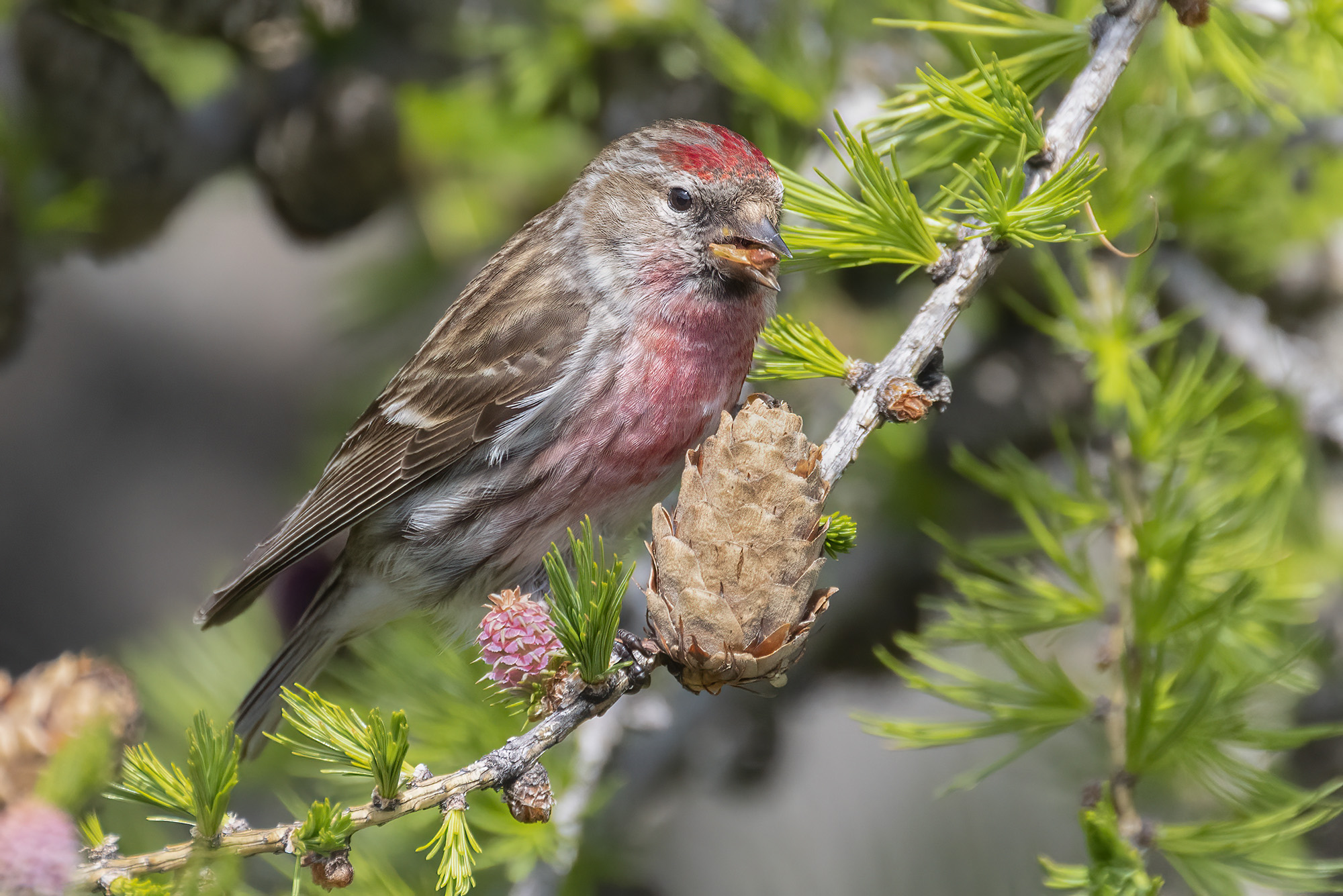 Breakfast with pine cone, accordion