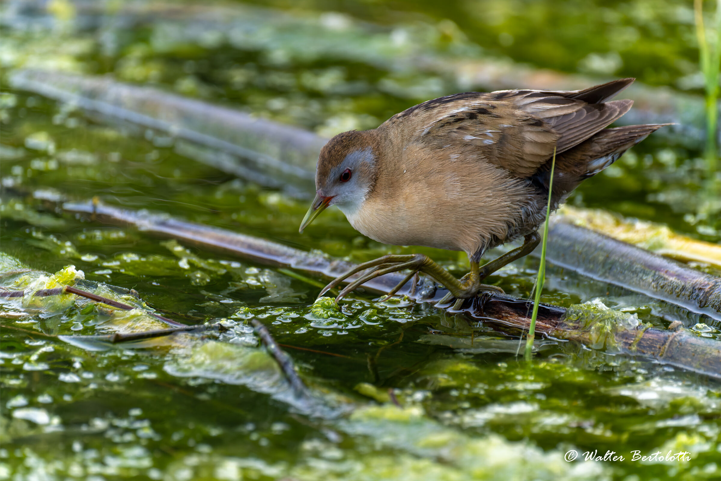 The queen of reeds