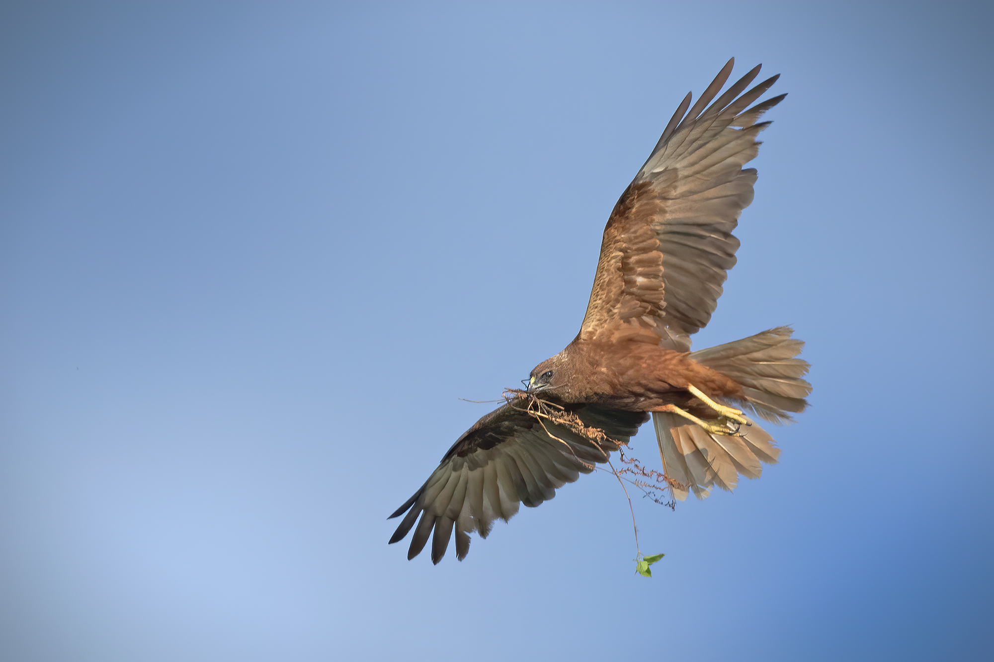 Lavori in corso, Falco di Palude