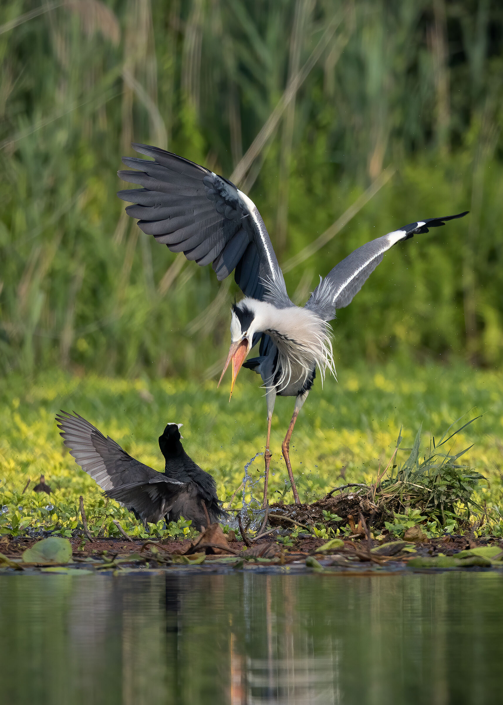 Disputa territoriale