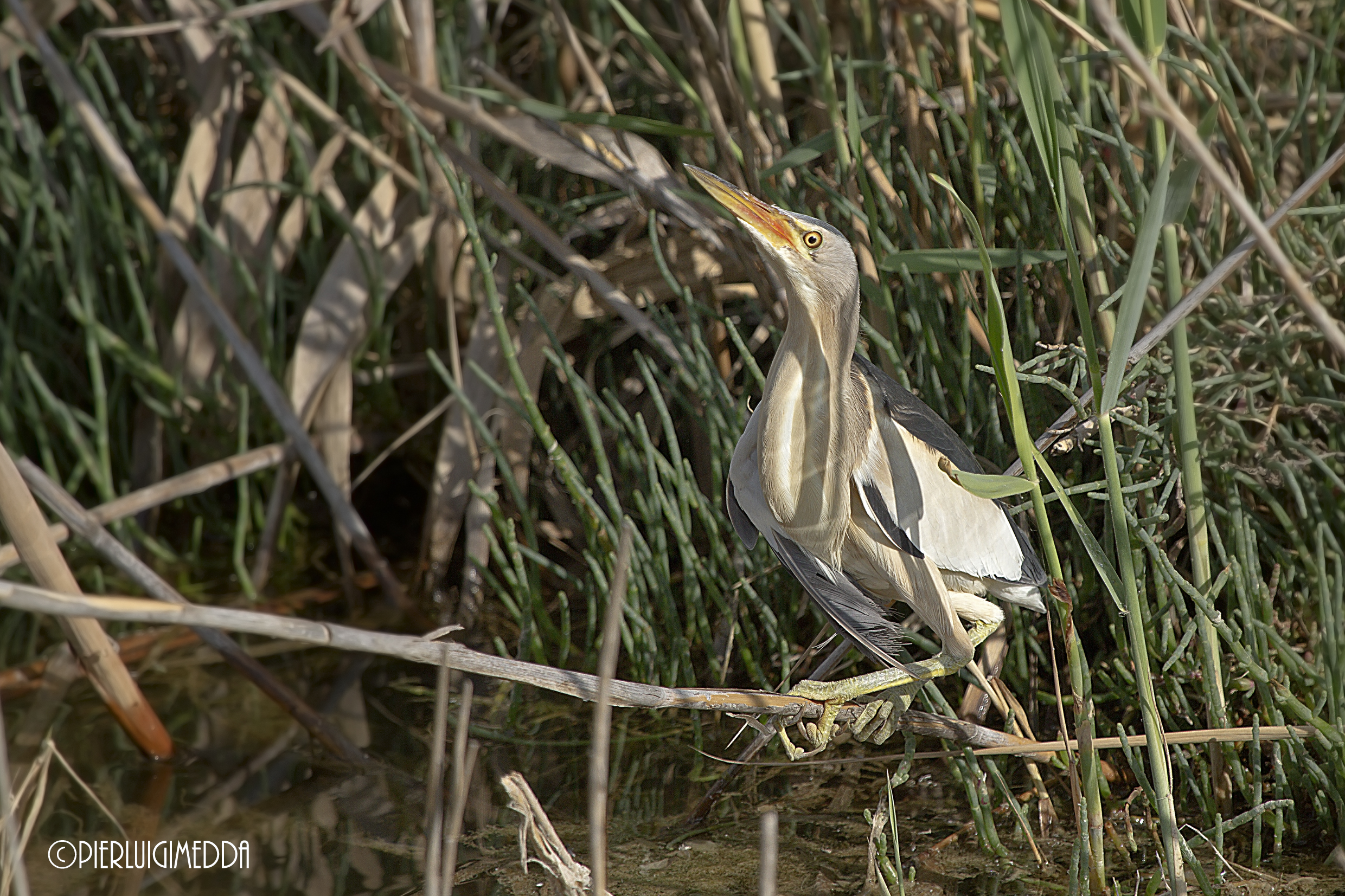 Tarabusino   Ixobrychus minutus