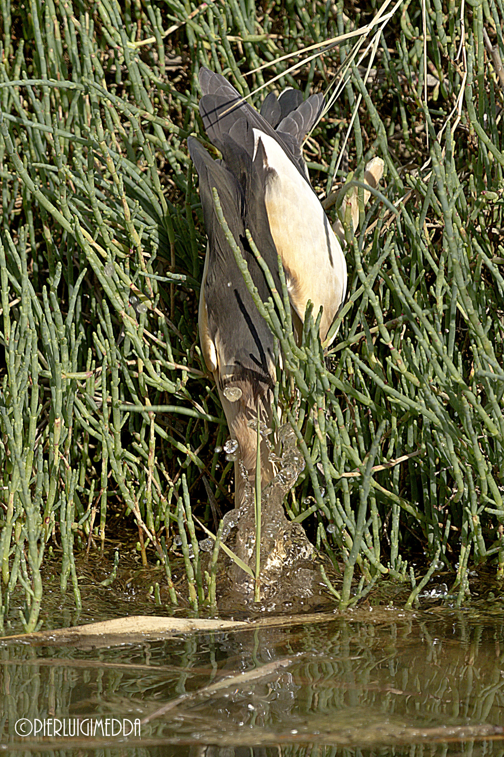 Tarabusino   Ixobrychus minutus
