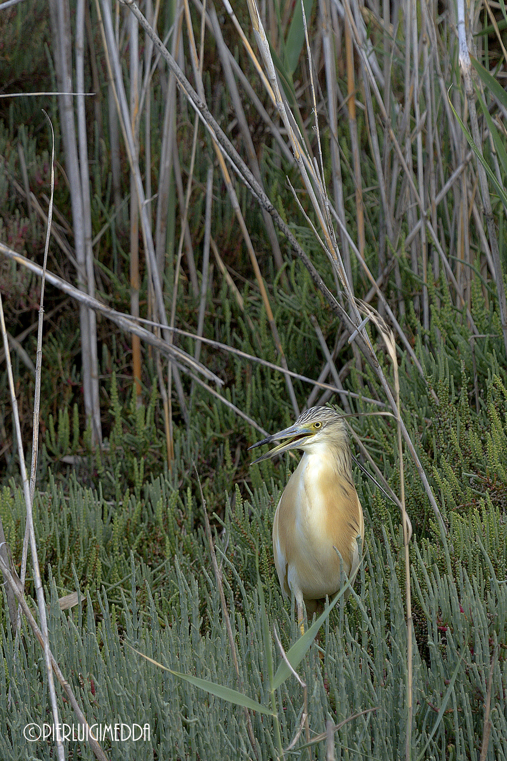 Sgarza ciuffetto Ardeola ralloides