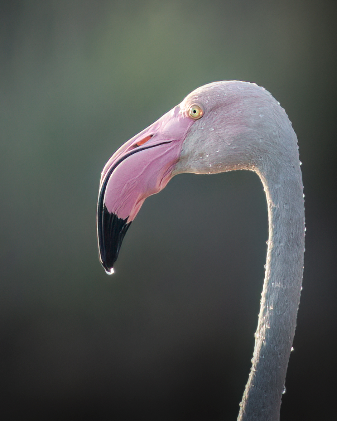 Portrait of the pink flamingo
