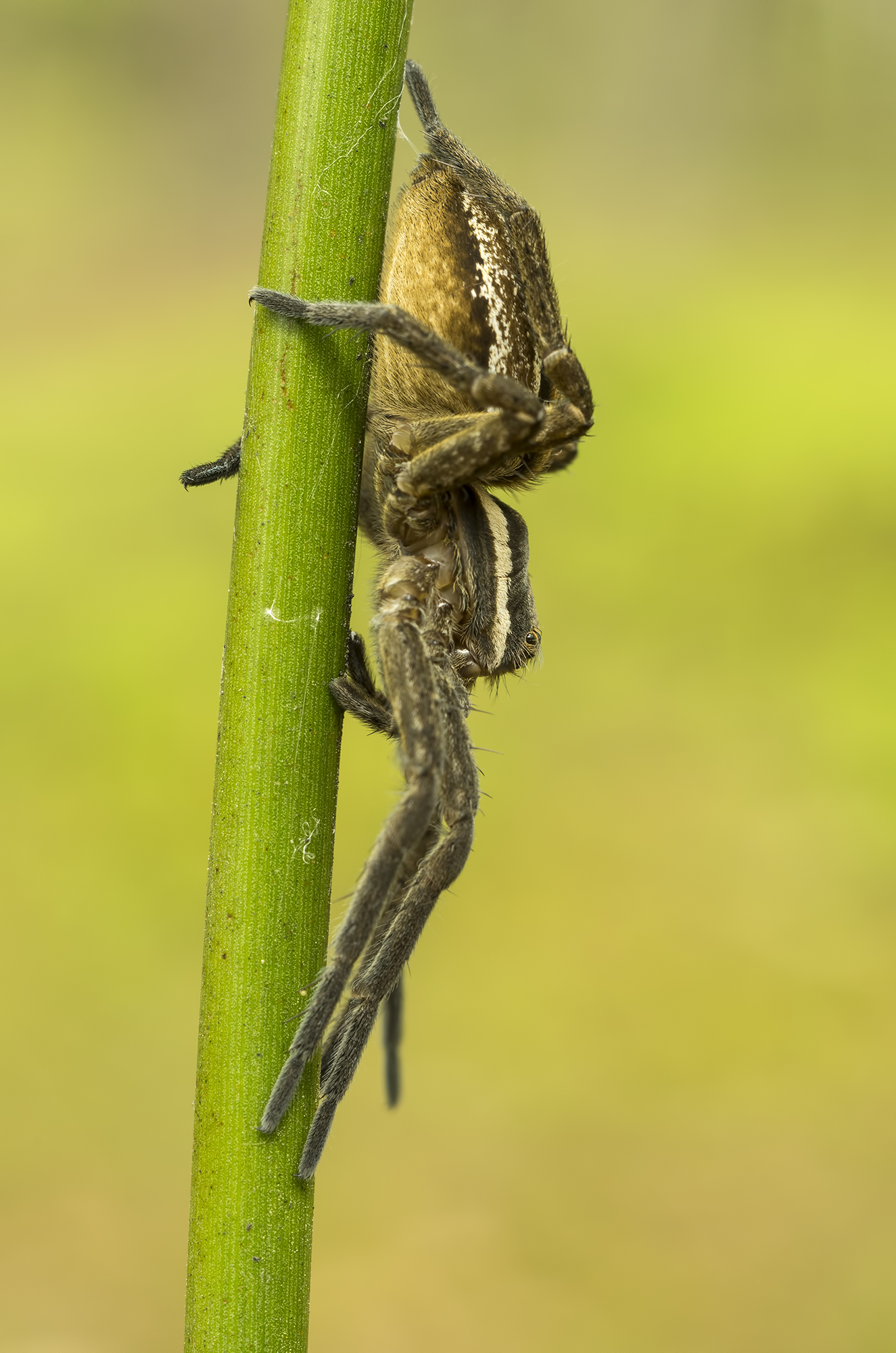 Young Dolomedes fimbriatus