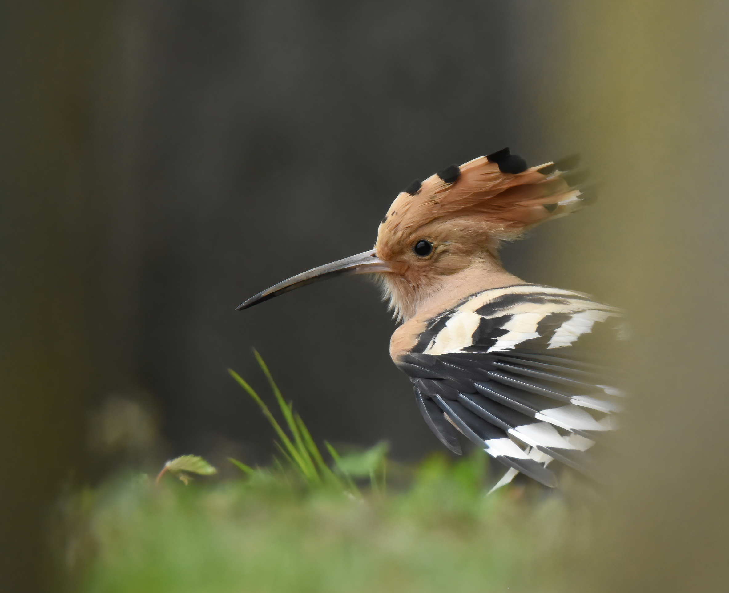 Hoopoe