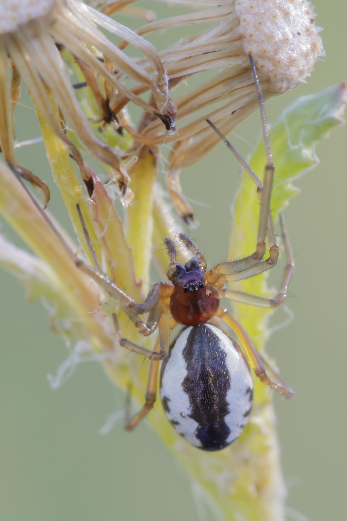Frontinellina frutetorum