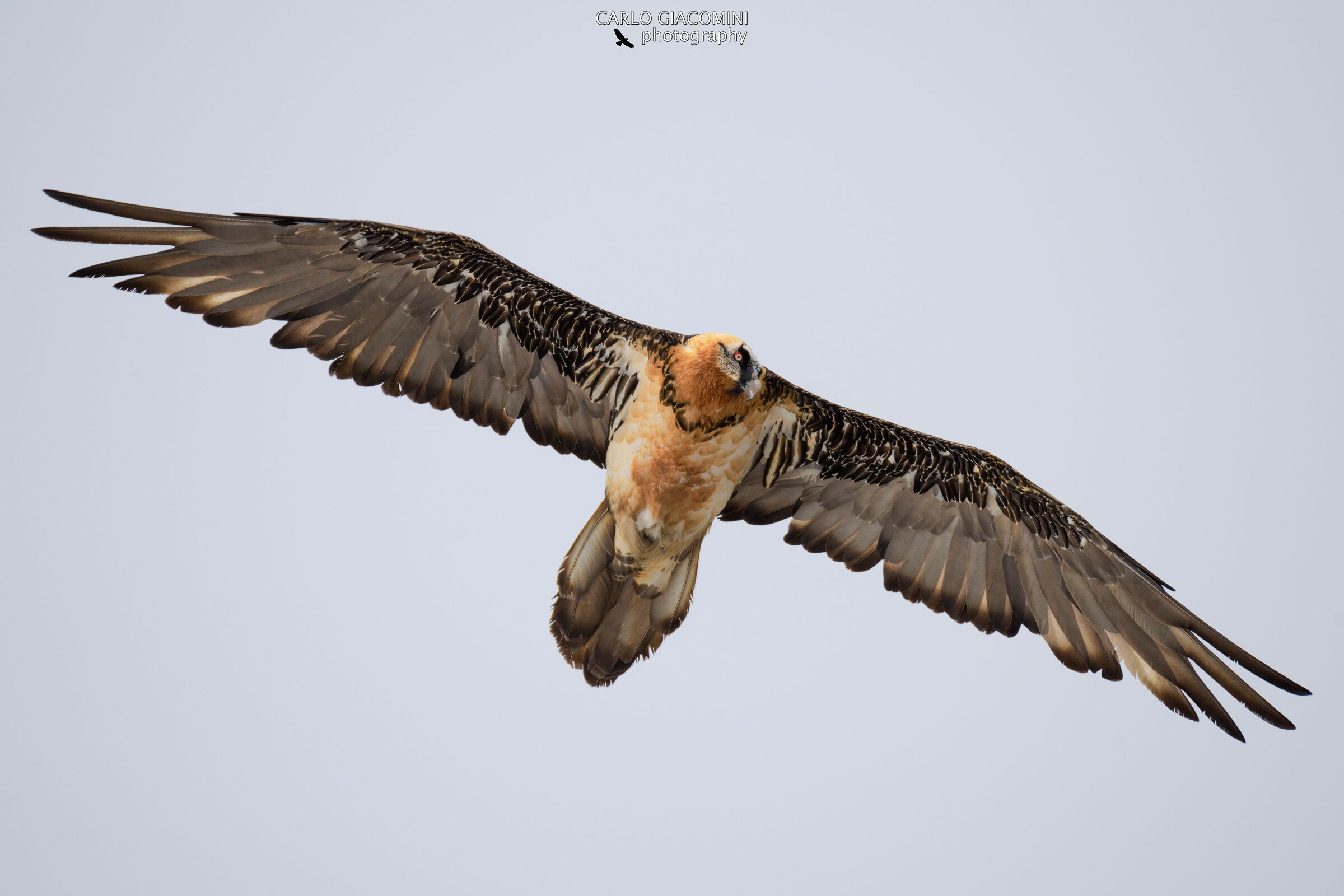 Bearded vulture