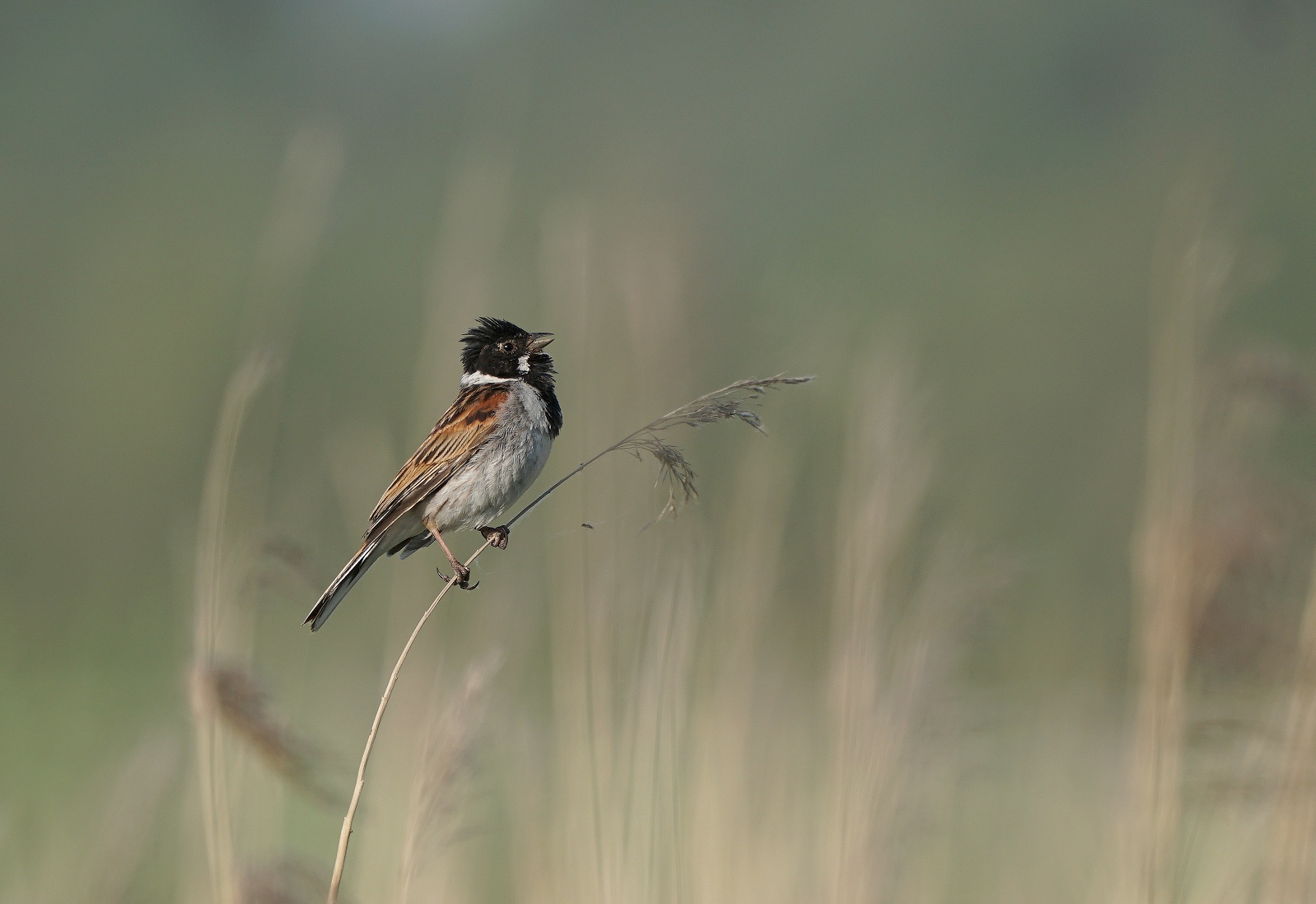 Reed Bunting