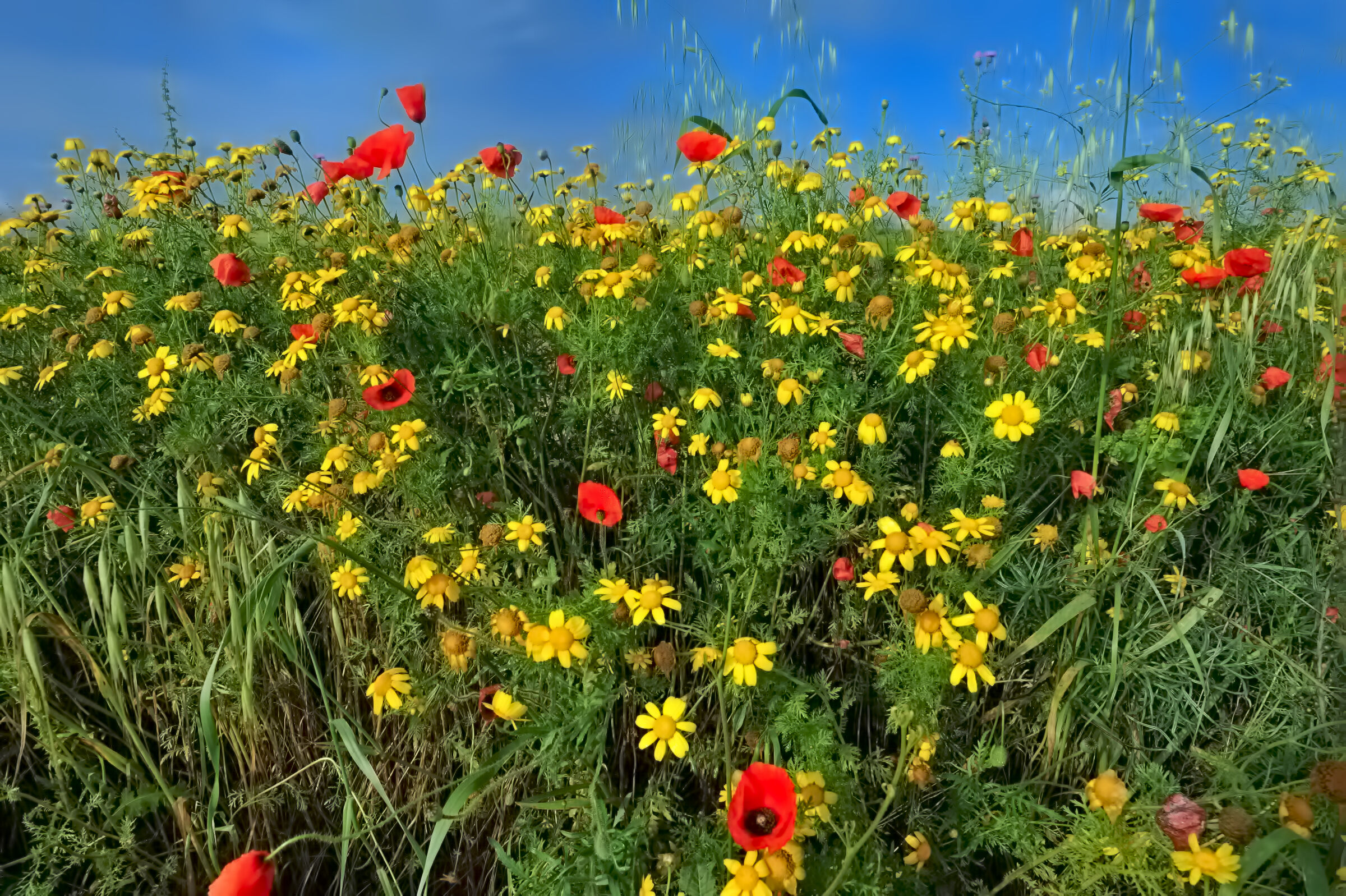 Ultime fioriture primaverili ...