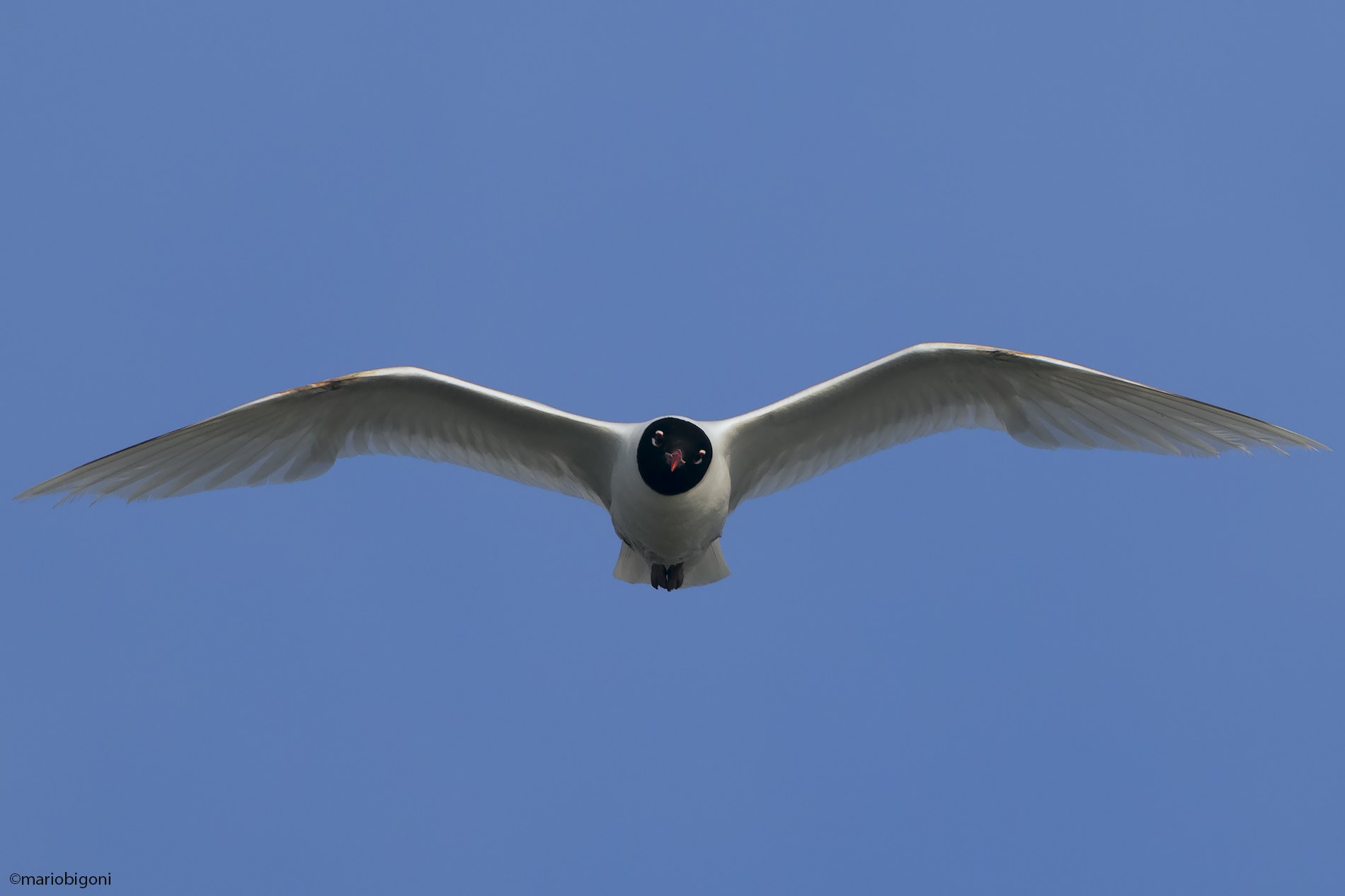 Mediterranean gull